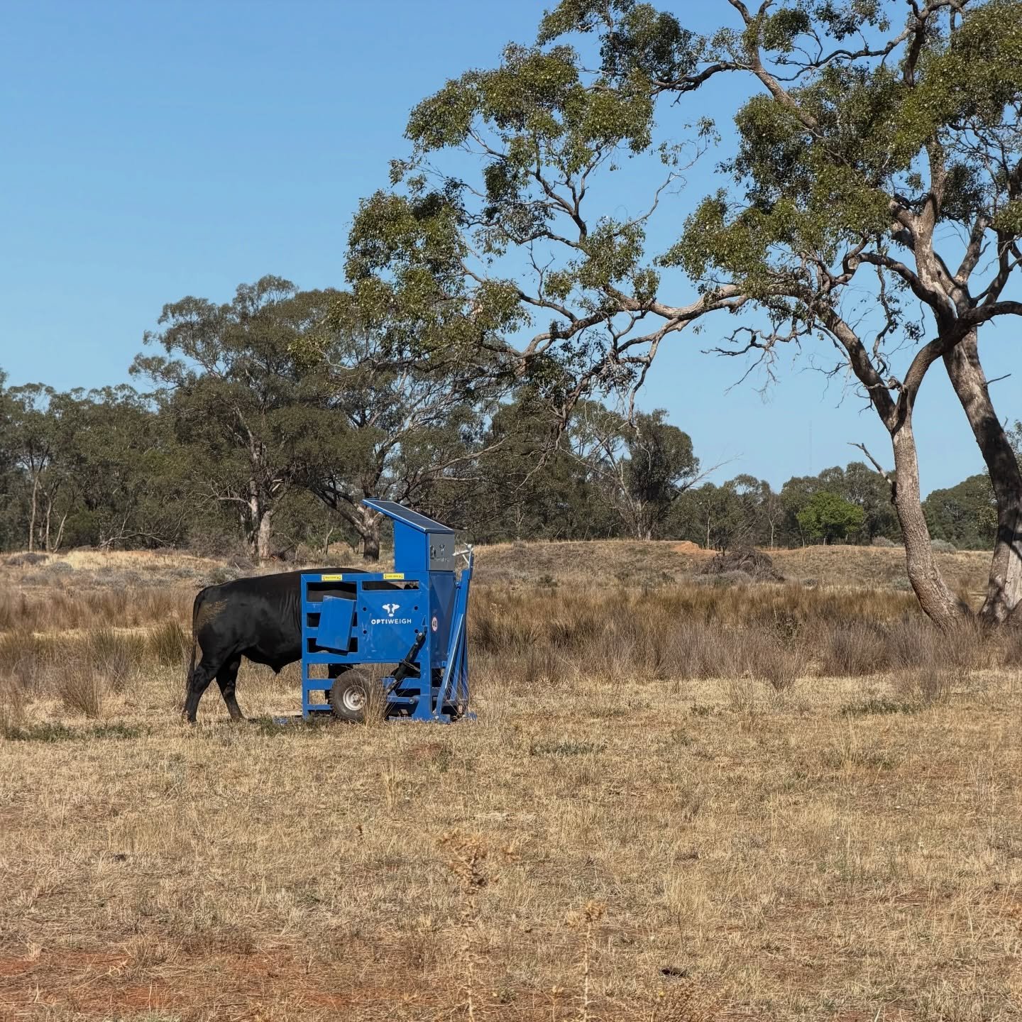 Caught in the act.
Data at our fingertips.

One of our 2026 sale bulls stepping on the @optiweigh, giving us real time liveweight without the need to run the whole mob through the yards.

It means less stress on the cattle, less time and labour for u