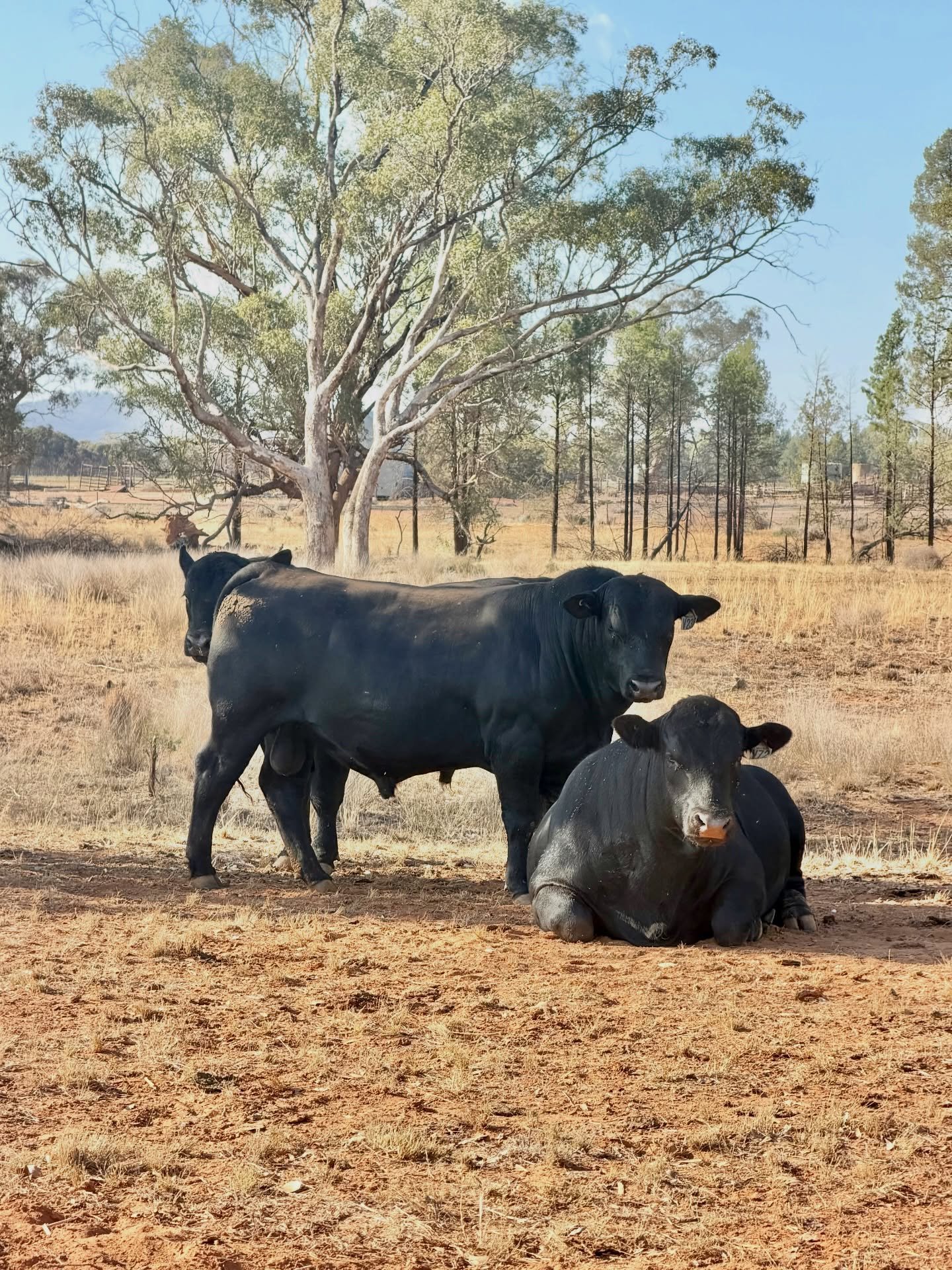 Dry season. Western NSW conditions. Bulls still growing.

That matters because when seasons tighten, you need bulls that hold condition and keep working.

Our bulls are bred to keep ticking along in real paddock conditions, not pushed hard for short-