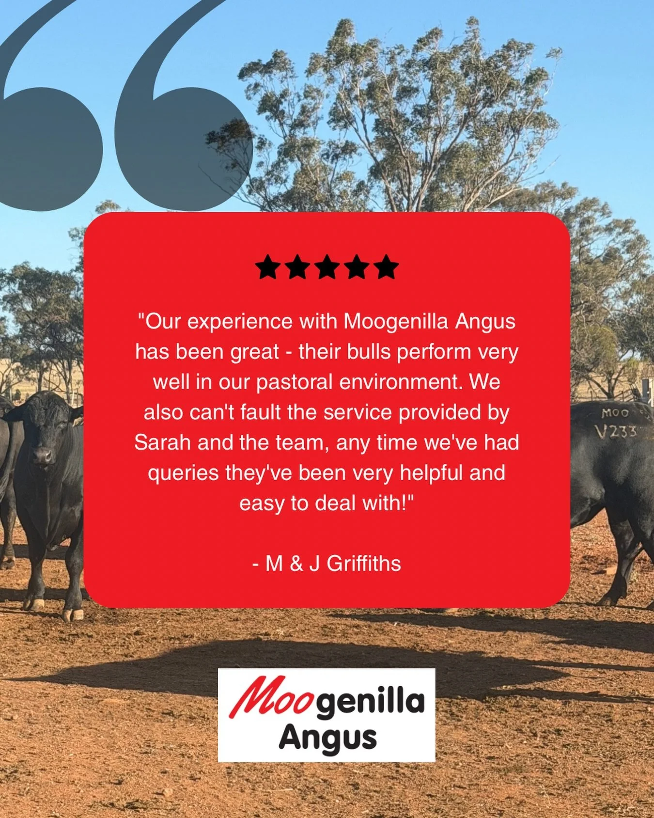 This is what matters to us. Bulls that settle in, go to work and deliver results where it counts, in our clients&rsquo; paddocks.