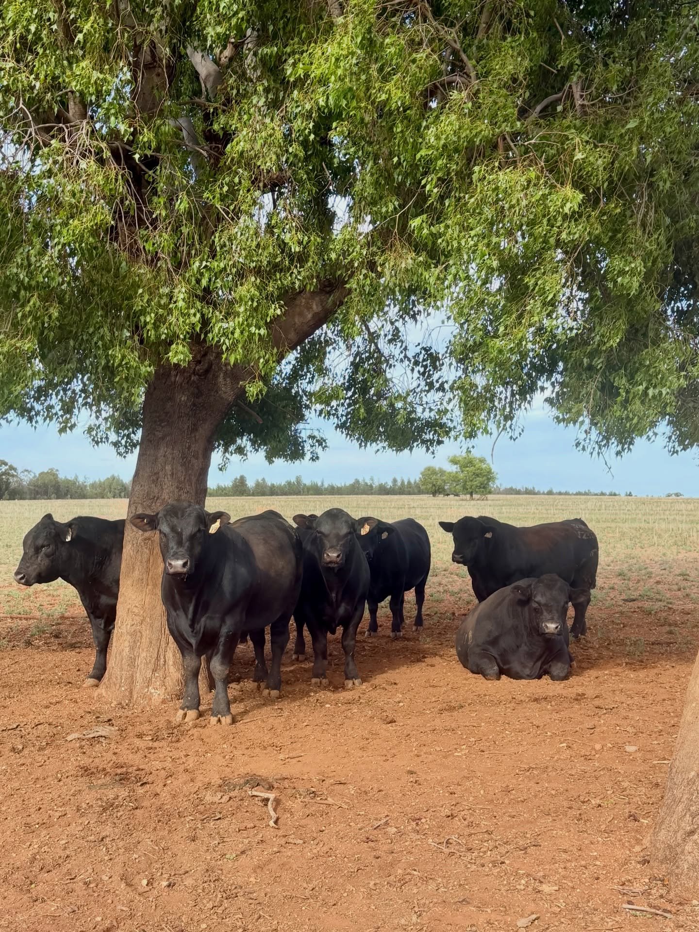 Not all high index cattle are built the same!

Our current female herd sits in the top quarter of the Angus breed for $A, $GN and $GS indexes.

That means profitability across:
- Self replacing systems
- Heavy grain programs
- Heavy grass markets

Bu