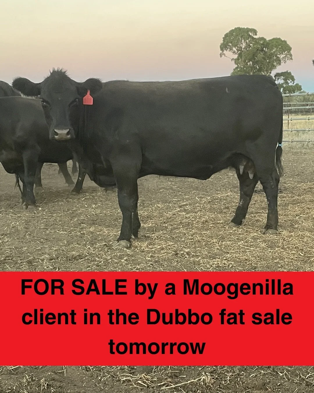 A large line of quality young PTIC cows will be offered by a Moogenilla client in the Dubbo fat sale tomorrow. Herd dispersal due to dry conditions. 
Call or message Sarah on 0428954610 for more info.