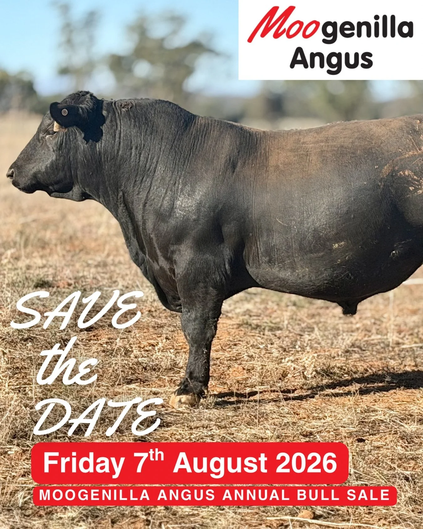 There&rsquo;s only 116 days until our annual auction so make sure you save the date on your calendar! 
It&rsquo;s very dry out here but the bulls are looking good and are ready to go to work!

Will we be seeing you in Forbes on Friday 7th August?
