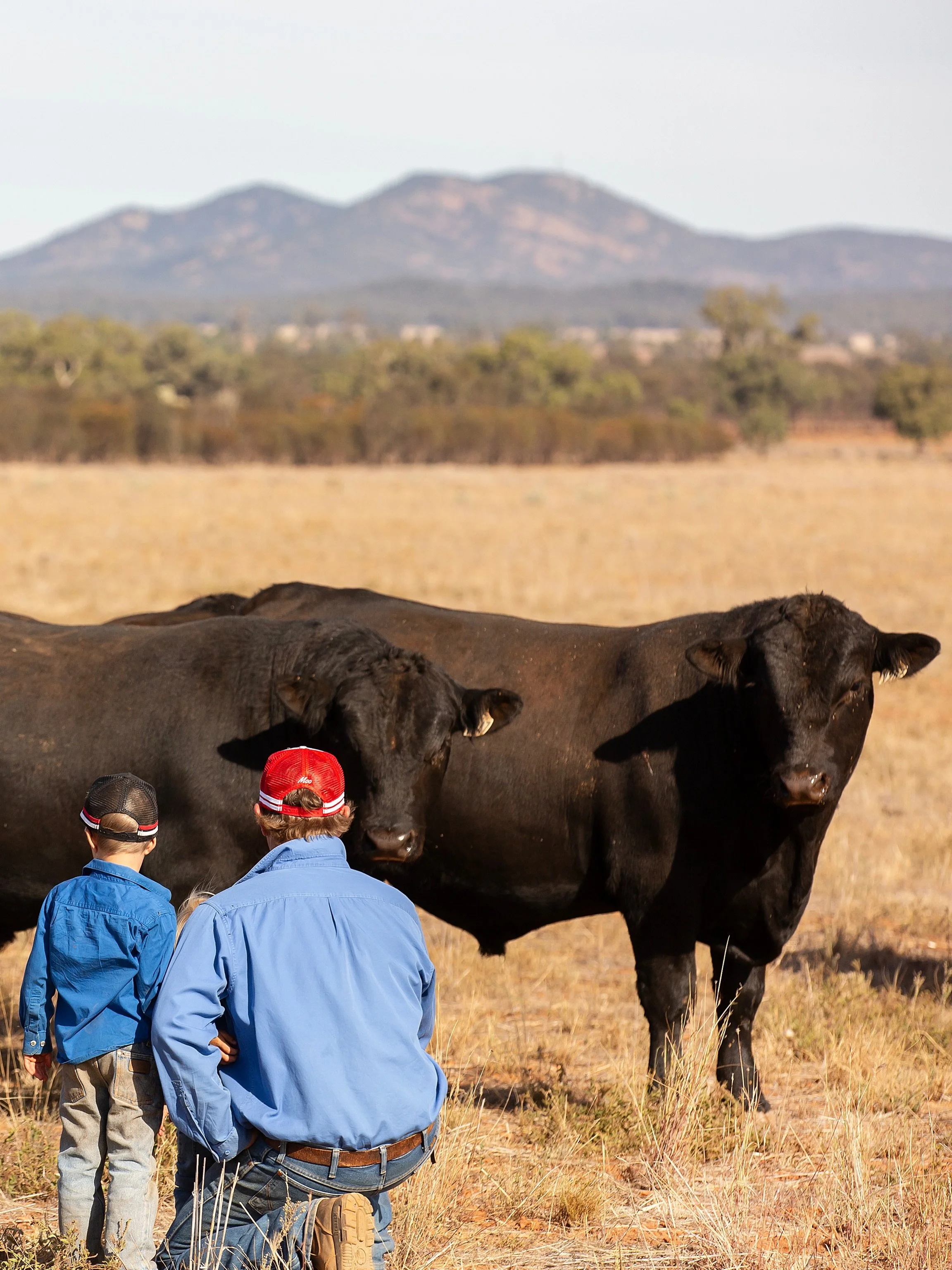 The little boss giving his verdict on the sale lineup 😍

This month the bulls are getting independently structurally assessed and vet checked in preparation for auction.