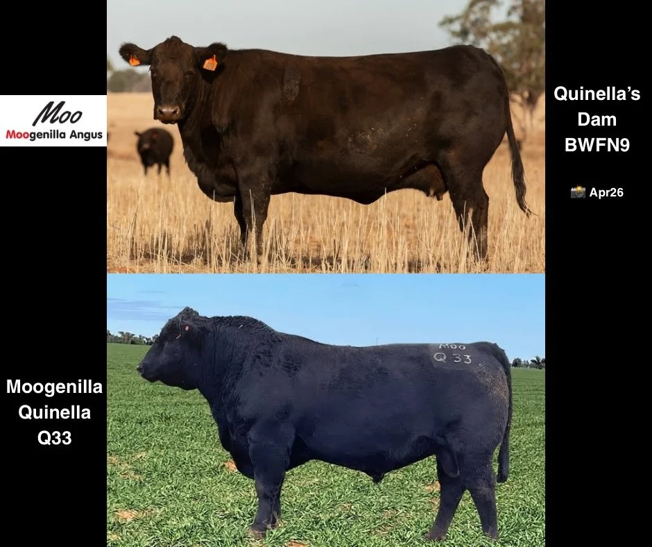 N9 has been producing for us for years and she isn&rsquo;t finished yet &ndash; due to calve again this winter. Her son Moogenilla Quinella Q33 went on to become one of the top 5 most widely used Angus sires in Australia in 2023/24. 

We&rsquo;re pro
