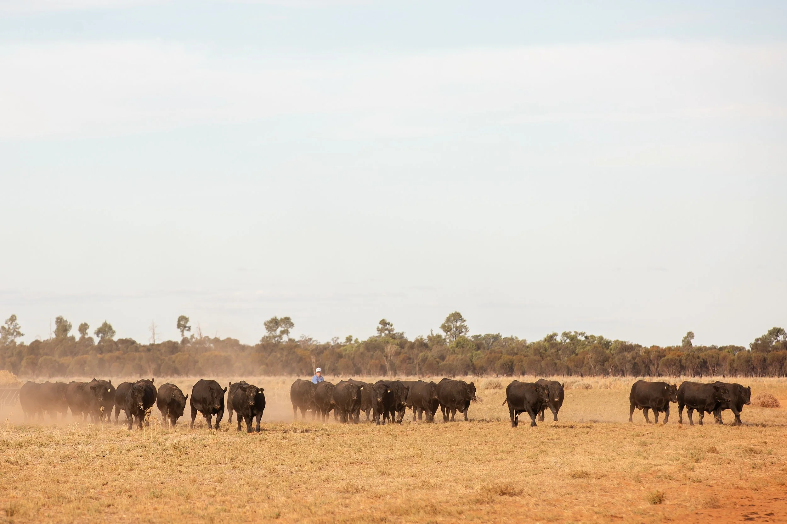 Semen tested ✅ Breeding soundness evaluated ✅ 
The @reprohub team tested our V bulls yesterday with excellent results. 
We&rsquo;re serious about only selling bulls that are fertile, sound, and ready to work &ndash; because your program deserves noth