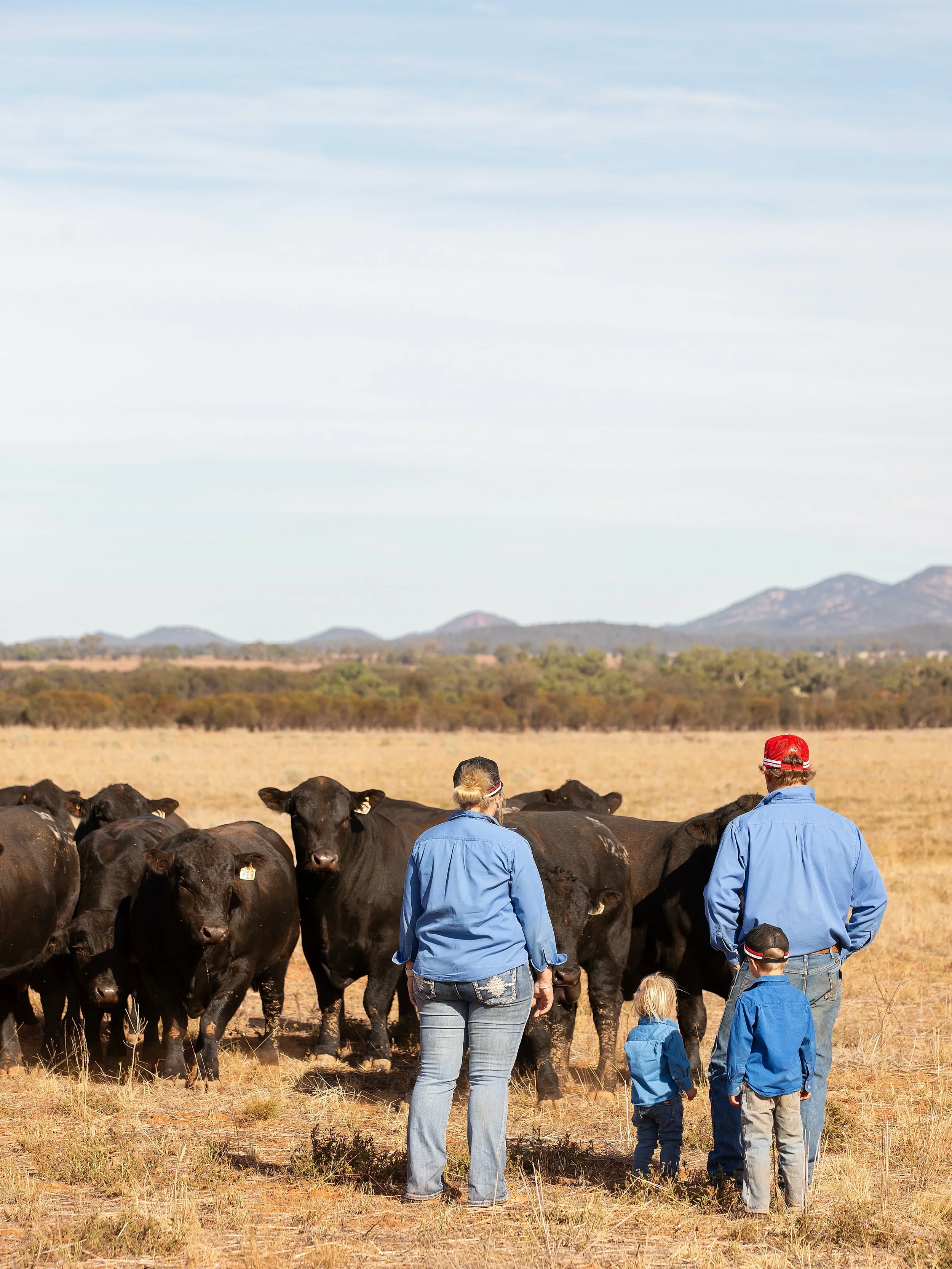 Behind the scenes at Moogenilla, things are ramping up for our annual bull sale this August. We&rsquo;ve been busy getting bulls ready, preparing the catalogue, and we are genuinely excited about the line up taking shape!

A quick word on something w