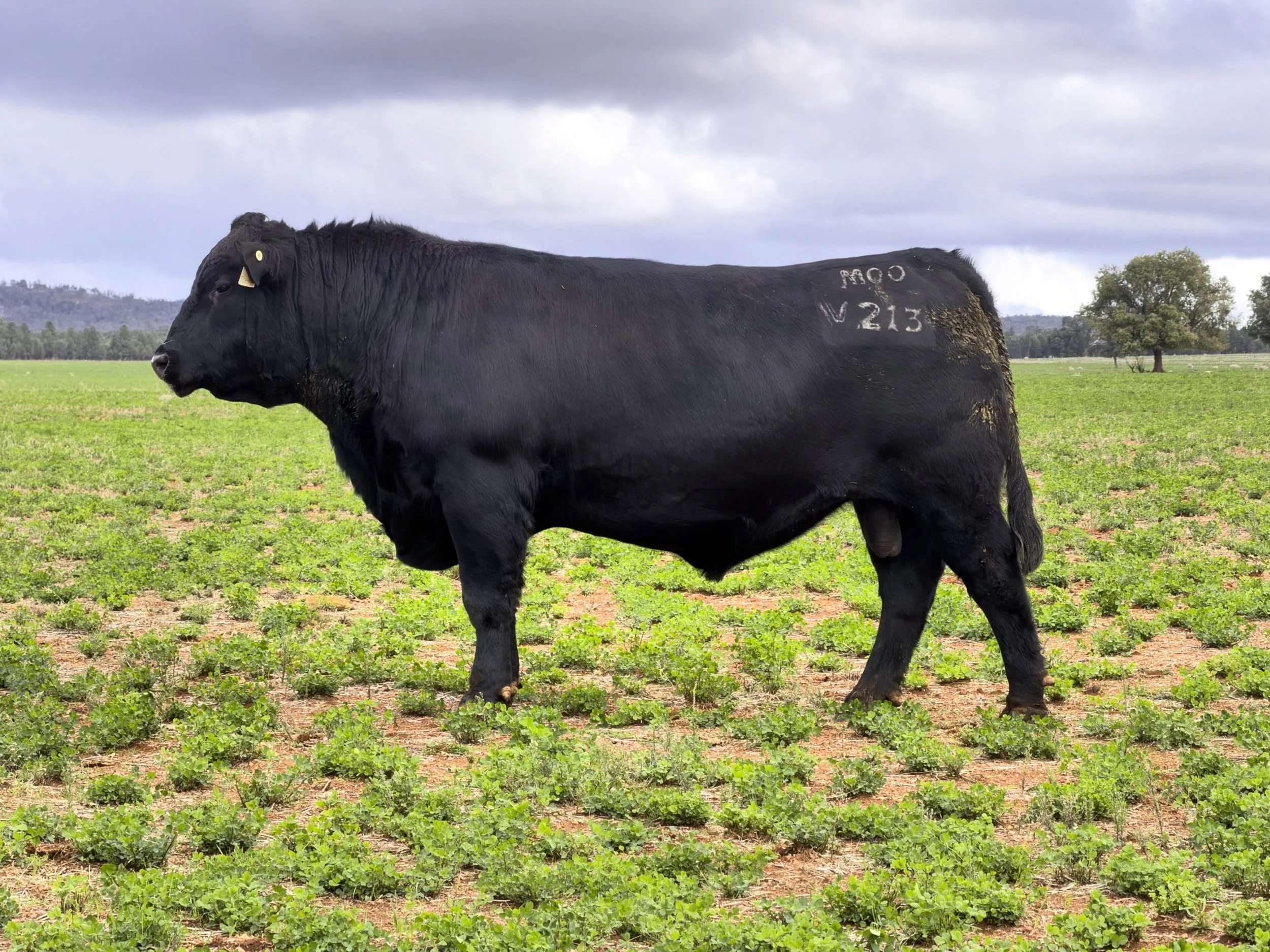 V213 - Lot 7 in the 2026 Moogenilla Angus Bull Sale

Outstanding calving ease backed by above average growth and an excellent carcase package: positive fats, high IMF marbling, and a top 9% $A Index. A very nice phenotype to match!

Send us a message