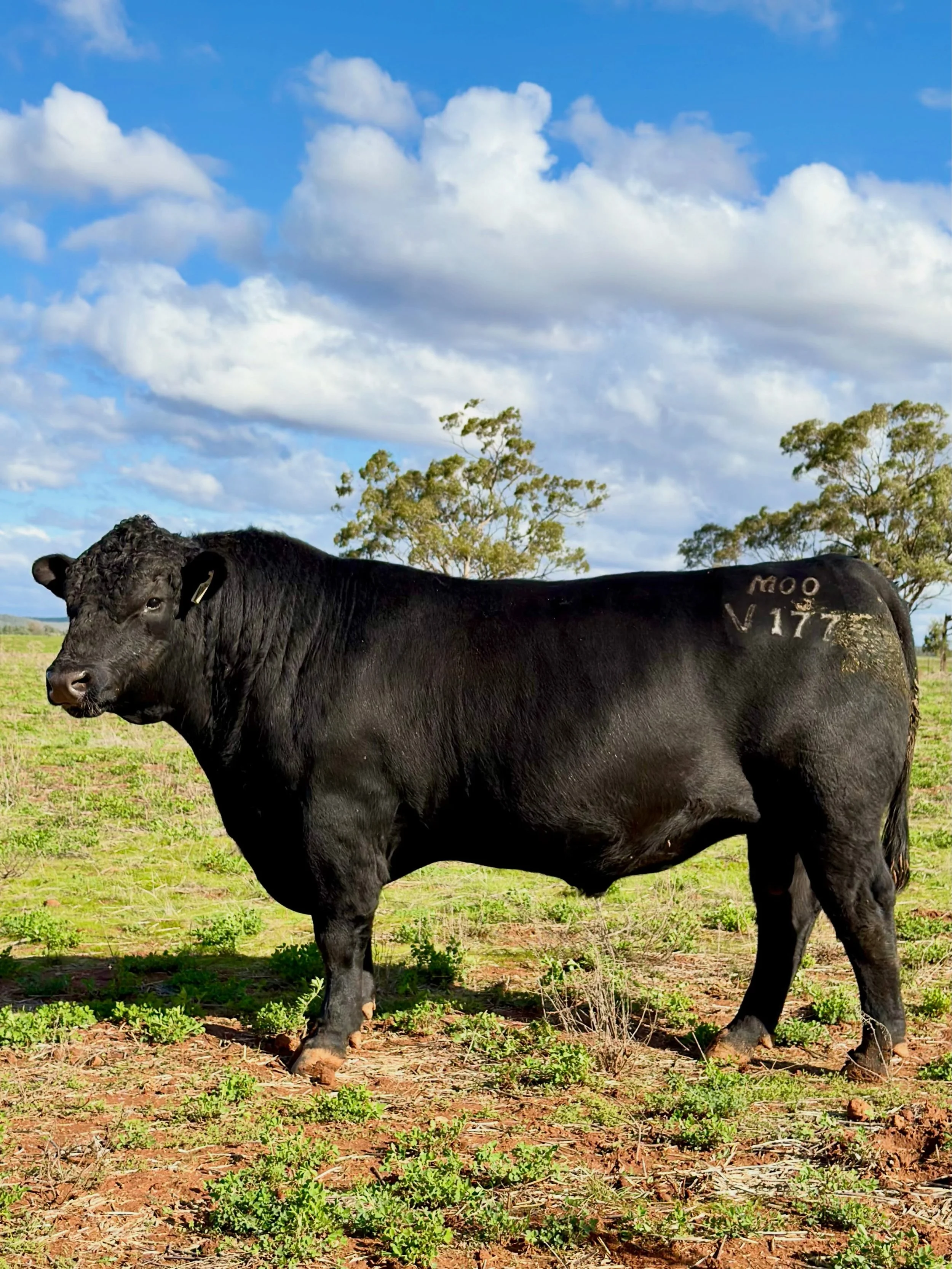V177, Lot 8 - Moogenilla Angus 2026 Bull Sale
Moderate birth weight stretching to top 10% of the breed for both 400-day and 600-day growth. Backed by high IMF marbling EBVs. A long, heavy bull with strong appeal.

📅 Friday 7th August, CWLE Forbes &a