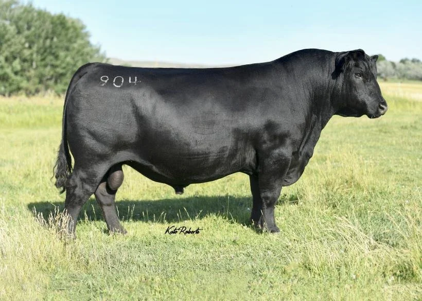 STERLING PACIFIC 904