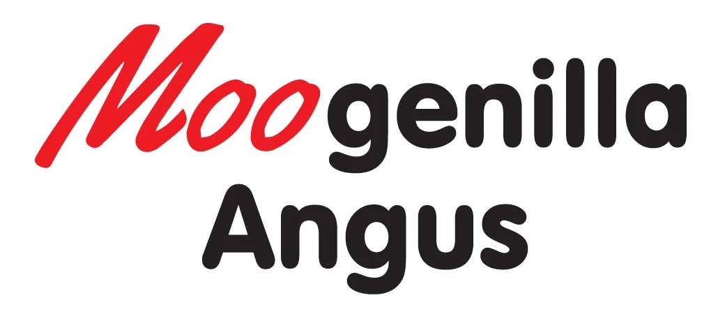 Moogenilla Angus | Stud Cattle