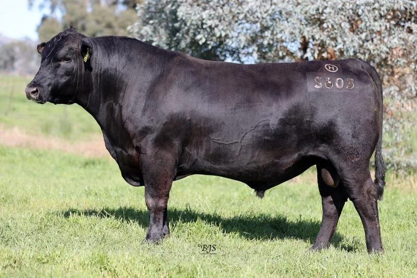 DUNOON DATA PLUS S603