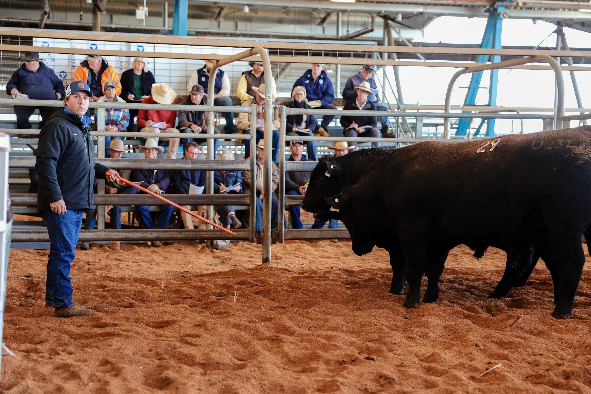 Bulls being sold in auction ring.