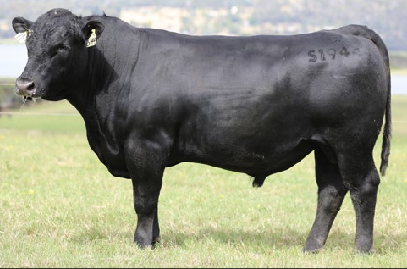 LANDFALL SUMMIT S1944 