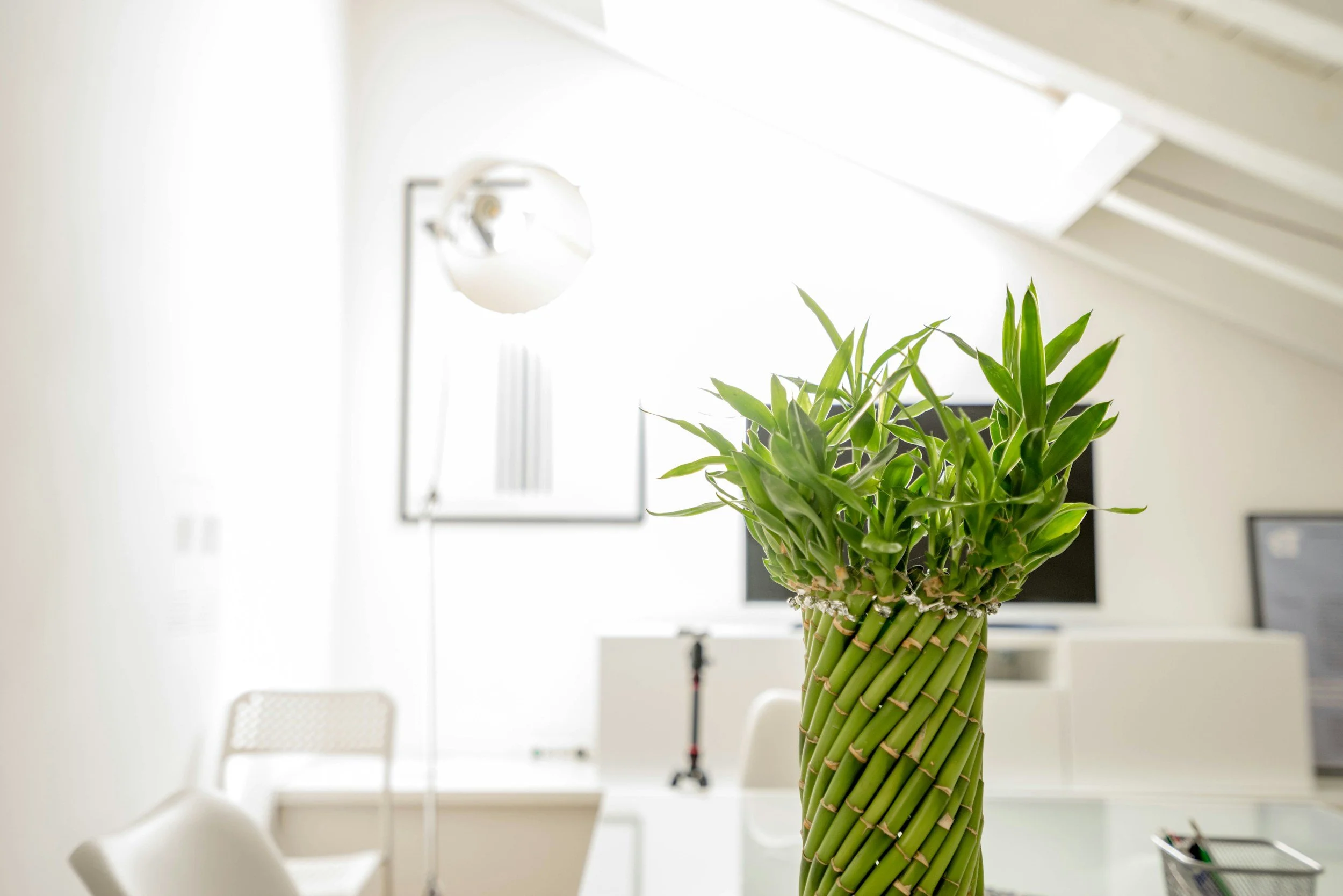 A tall, decorative green bamboo plant in a woven basket on a white desk, in a bright office with white walls and a sloped ceiling.