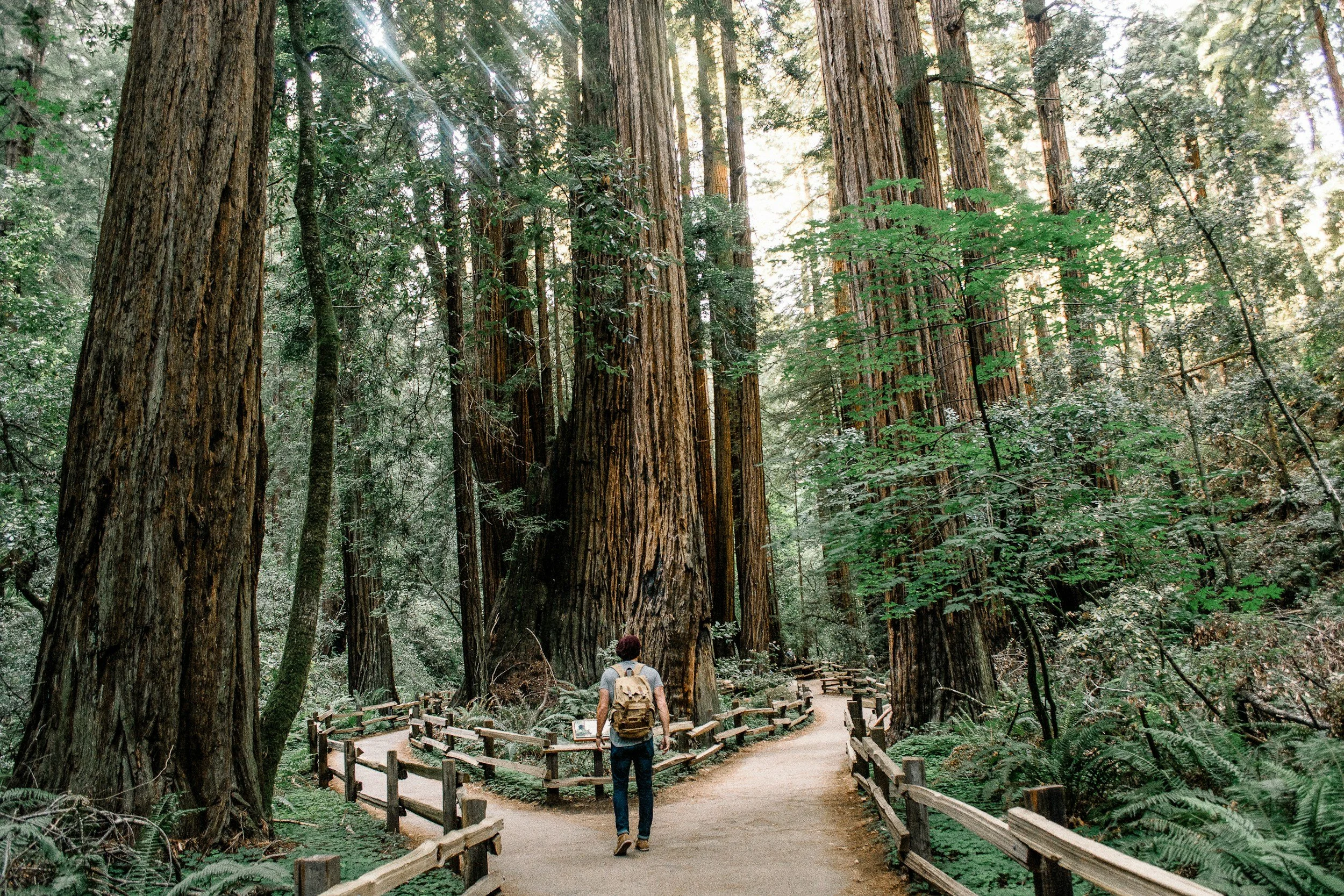 A person walking on a trail through a forest of giant trees with thick trunks and green foliage.