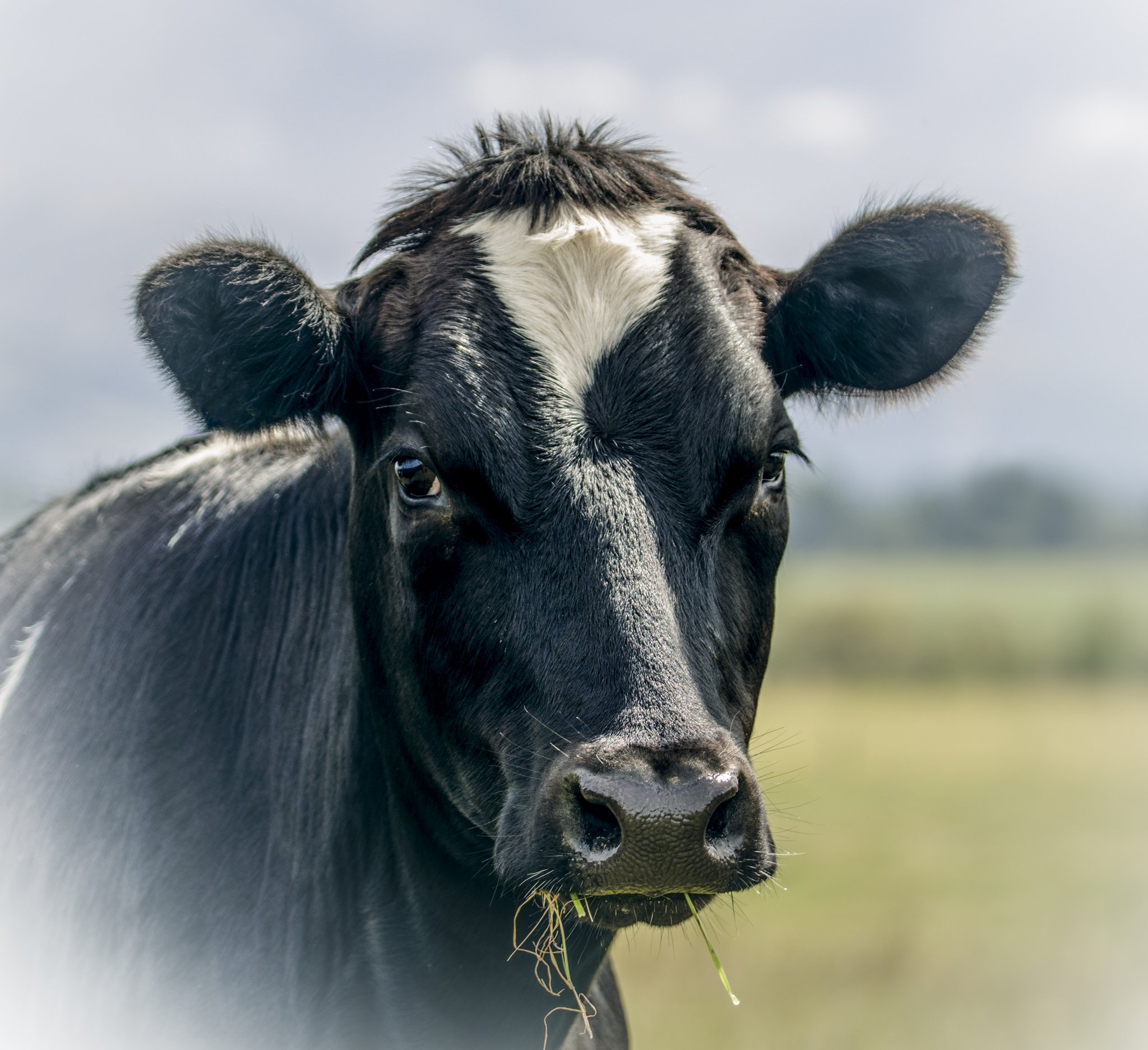 Freda Cow Glass Art image