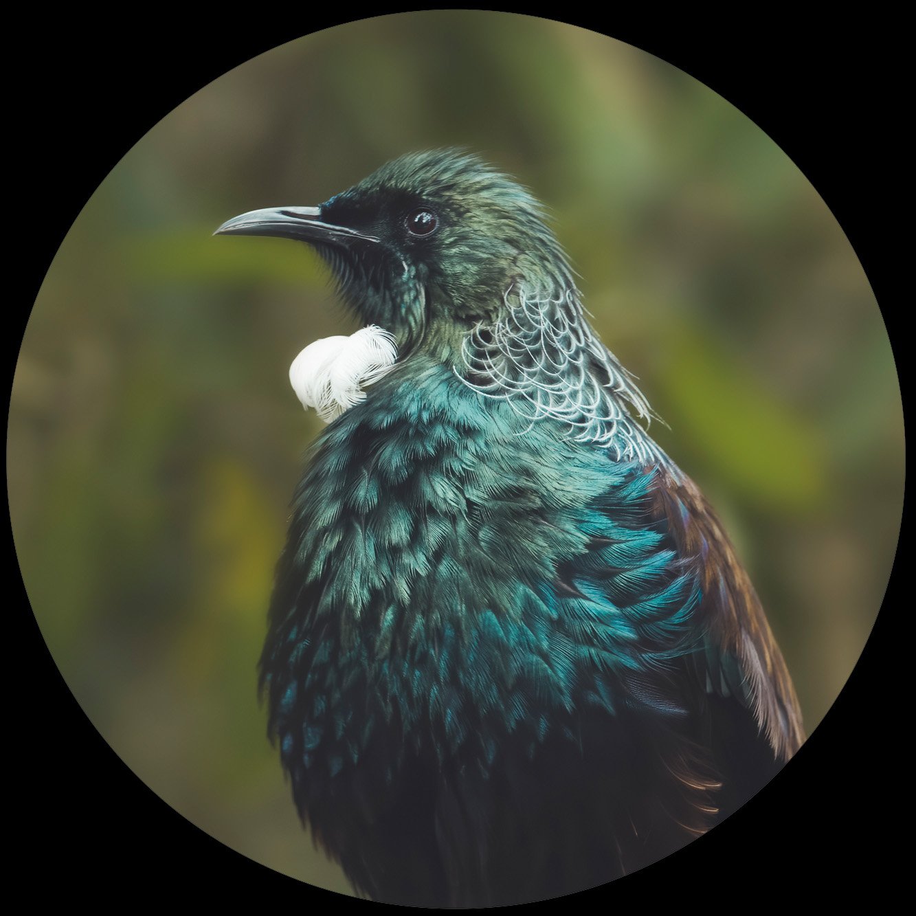 Tui On Watch Circular Glass Art image