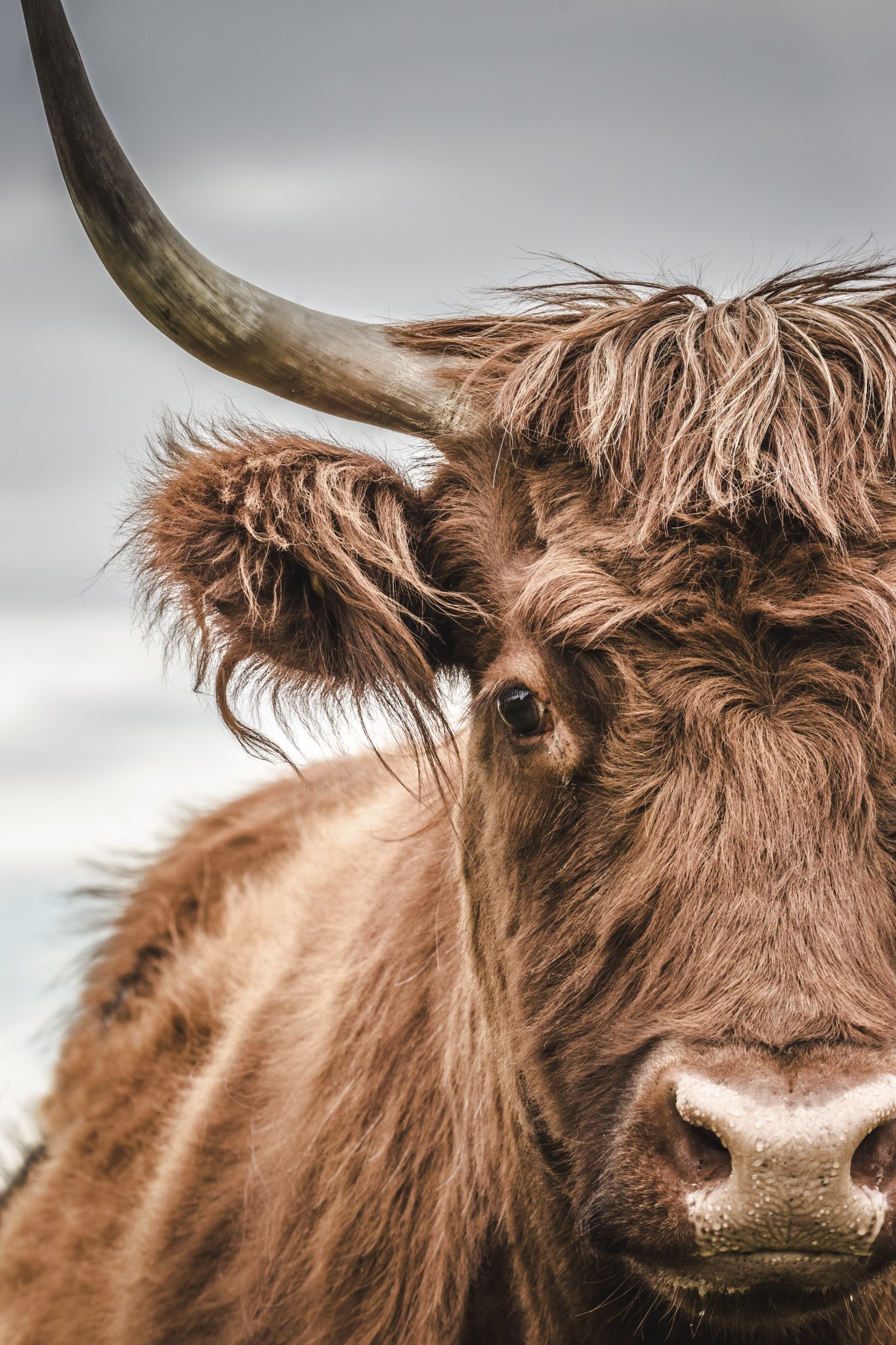 Fiona - Highland Cow Glass Art image