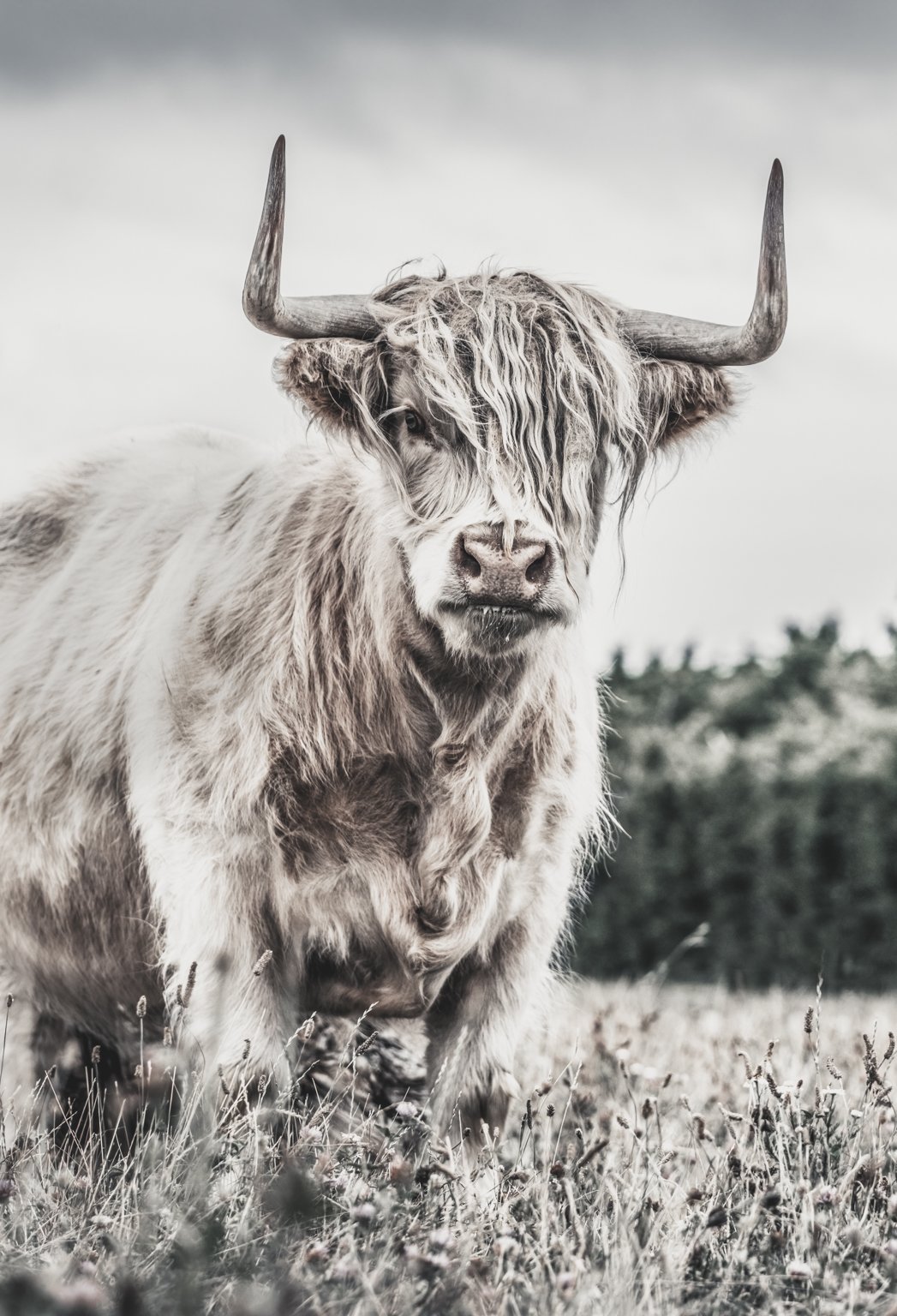 Juniper Highland Cow Glass Art