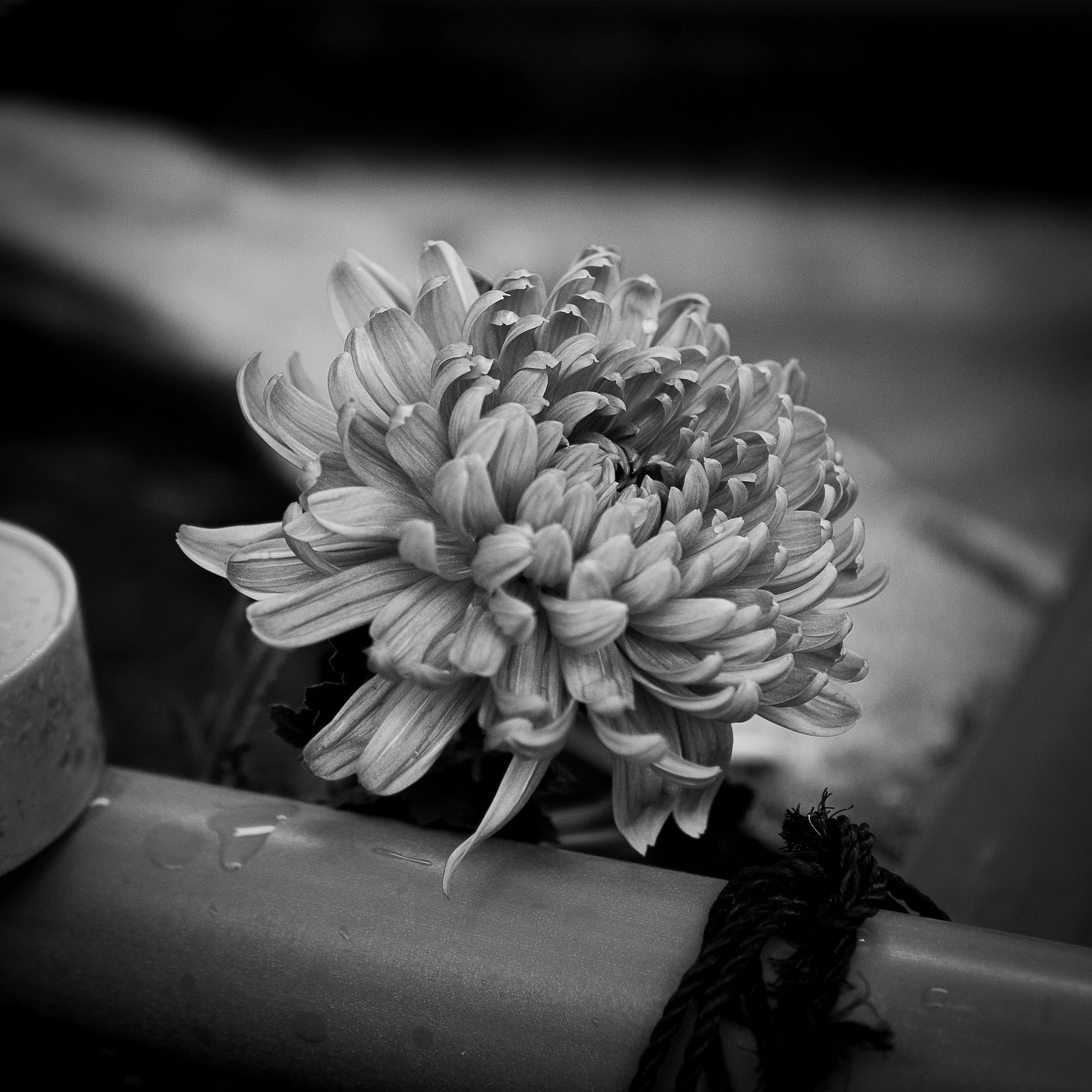L1010114-2.jpg