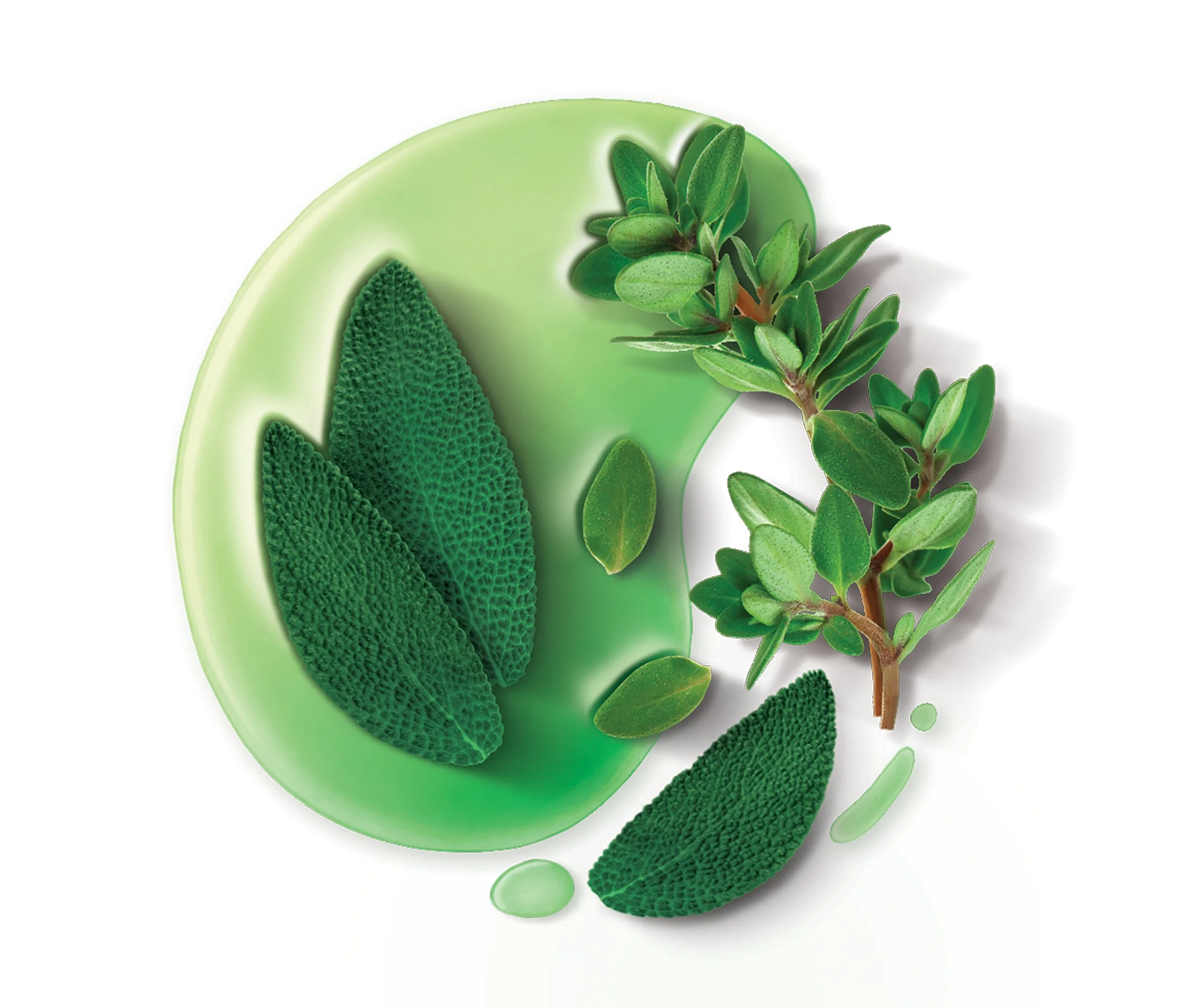 4 Signal_Integral 8_Sage Thyme.jpg