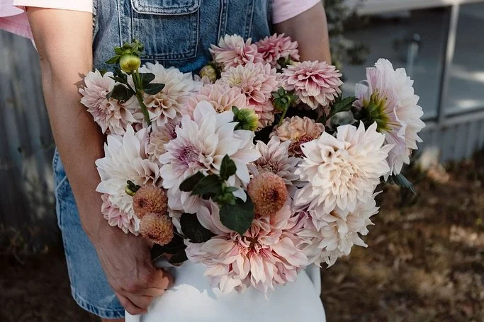 As we do the final inspection and count of our dahlia tubers ahead of our sale, we&rsquo;re so excited and curious to know what you&rsquo;re going to buy!! Are you team pastel? 🌸🤍 or are you team bright?? 🧡🌼

Team Pastel:
Little Peaches
Cafe au L