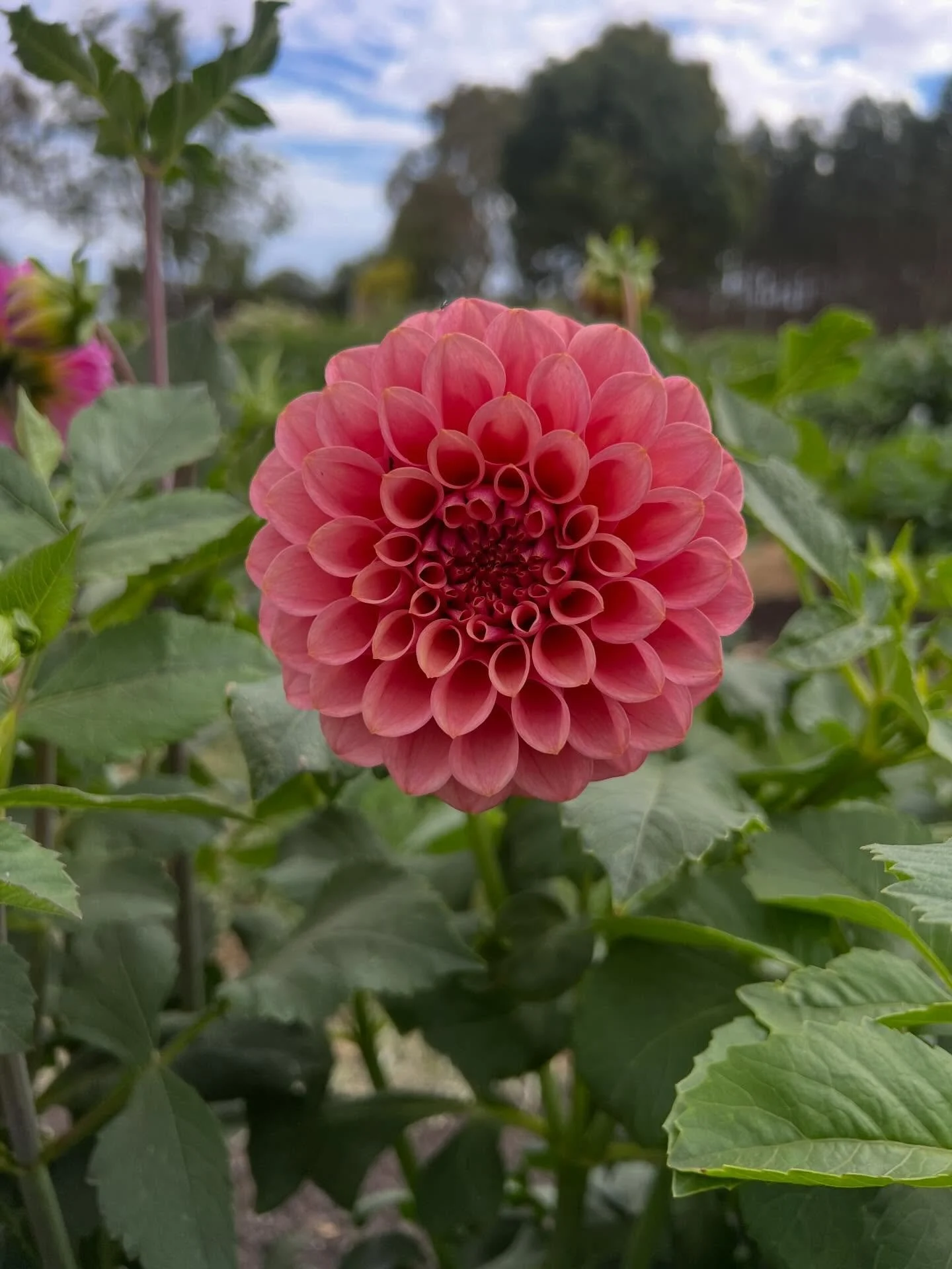 🍉 1st Year Dahlia Seedling LOVE 🍉
What a little beauty!! I didn&rsquo;t think I&rsquo;d find a seedling that I&rsquo;m swooning over and ticks all my dahlia breeding goals so soon&hellip; except one game changing criteria&hellip;

👌Colour is A-gra