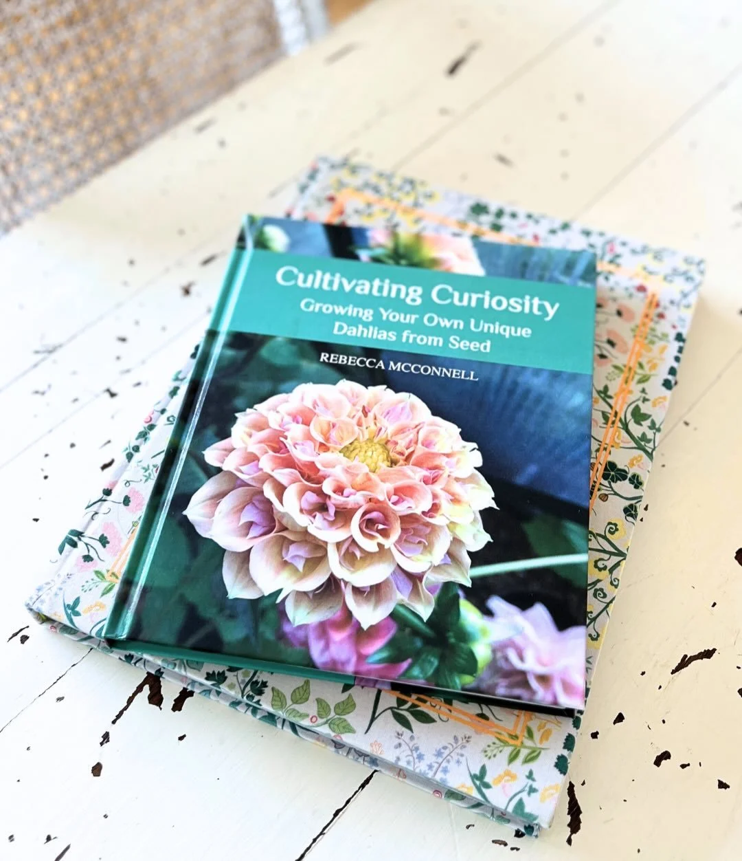 DAHLIA BREEDING... 
I have a big and beautiful dream of becoming a dahlia hybridiser. 
 
In the middle of winter last year, with hundreds of dahlia seeds on hand, but not a clear idea of where to start... &ldquo;sure I have started seeds before but I