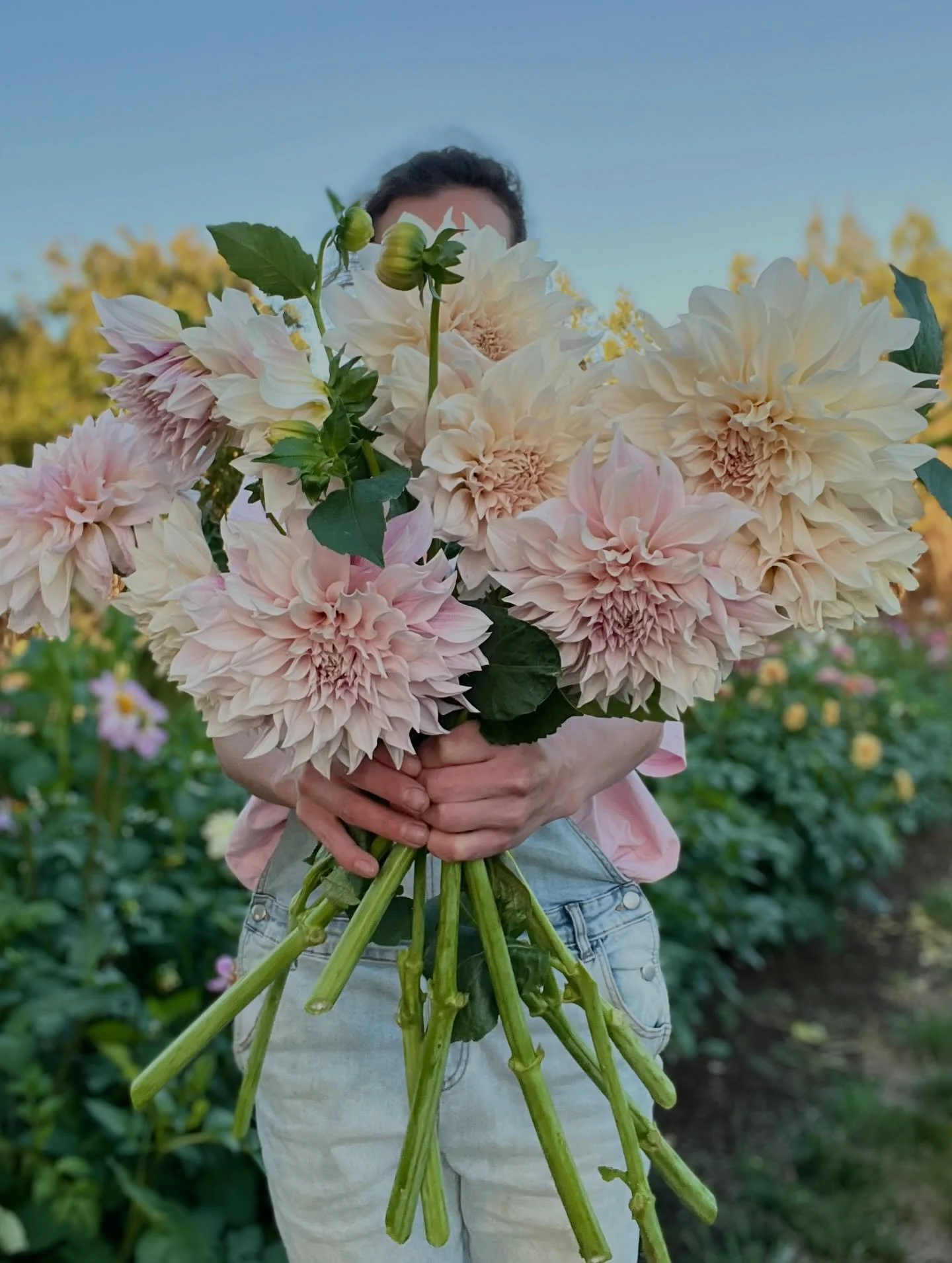 Playing around with my bff dahlia Cafe au Lait! 🌸🌸 
Swipe to the end to see my blooper 🤪 I think my next post will be my blooper reel.. haha 

#cafeaulaitdahlia #dahlias #australiandahlias #dahliasofinstagram #flowerfarmer