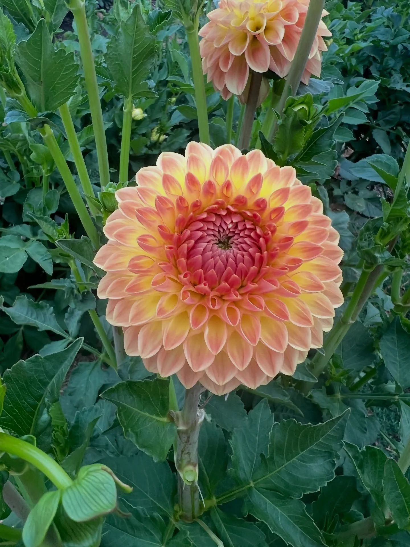 I didn&rsquo;t plant orange dahlias thinking they&rsquo;d be my standouts this season&hellip; And then these beautiful dahlia babies started blooming 🧡
1. Blyton Softer Gleam
2. Bracken Palomino
3. Formby Crest 
4. Everbloom Rockmelon 
5. Florelie C