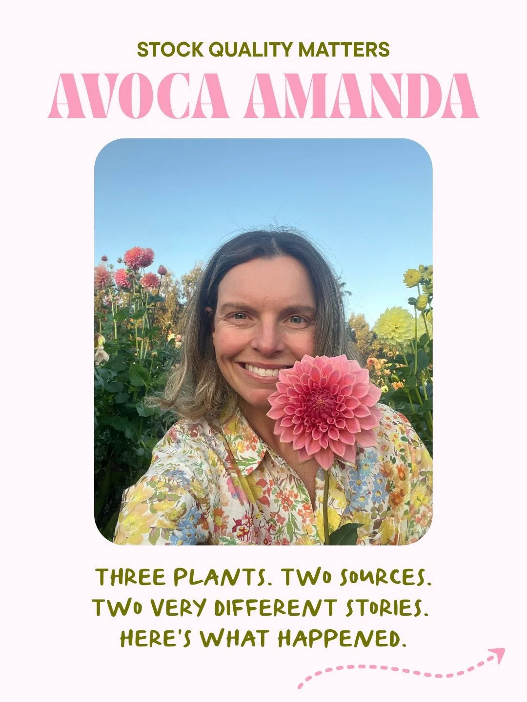This season I grew three Avoca Amanda plants and got two very different stories.
Two plants struggled all season with open centres and never holding their true form. The third was absolutely perfect. Same variety, same patch, different source.

This 