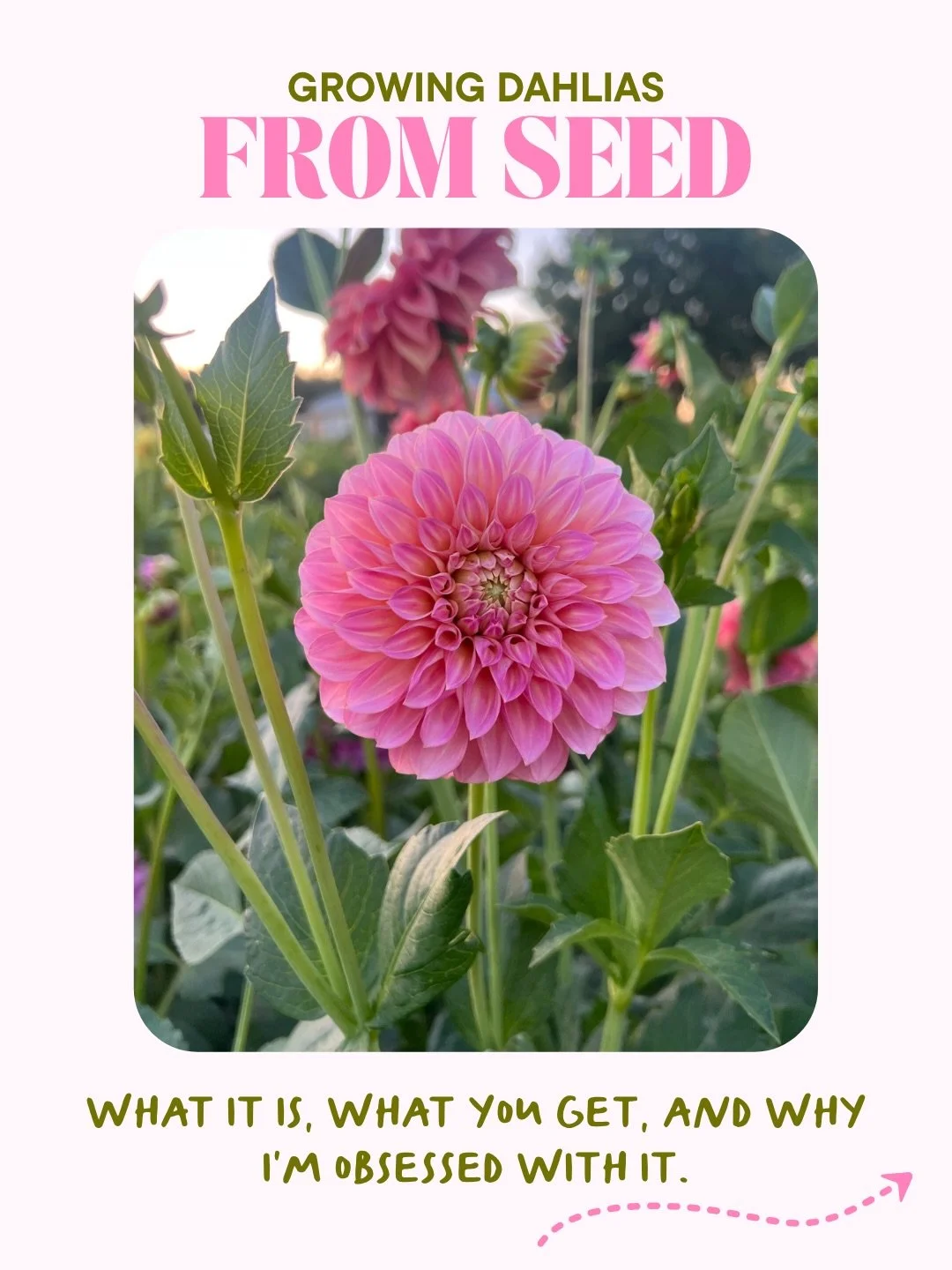 There&rsquo;s just something about the wonders of growing dahlias from seed. 🌱

With tubers, you know exactly what&rsquo;s coming. Same variety, same bloom, hopefully season after season. That predictability is beautiful and supportive to a flower f