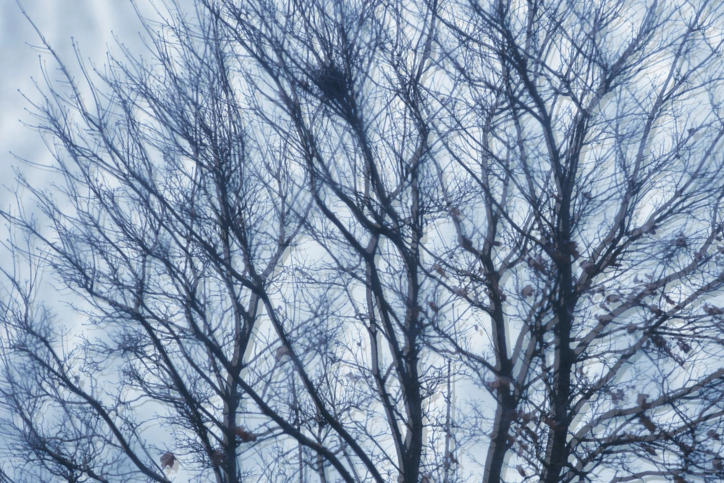 Les Dernières Feuilles d'Arbre - Dentergem