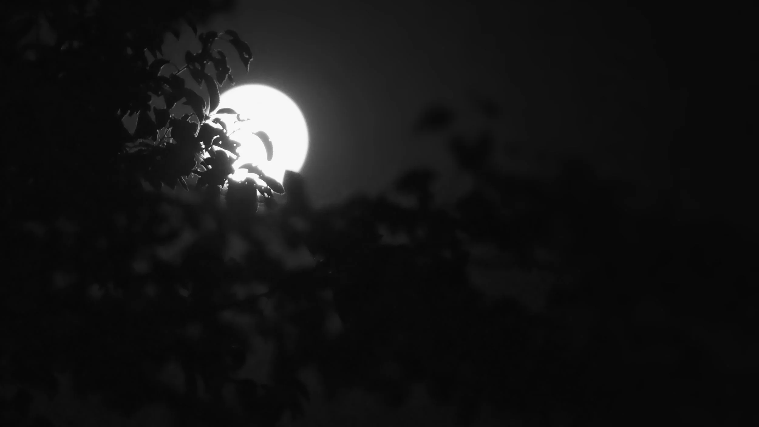 The Moon looked down and laughed at us - Tielt