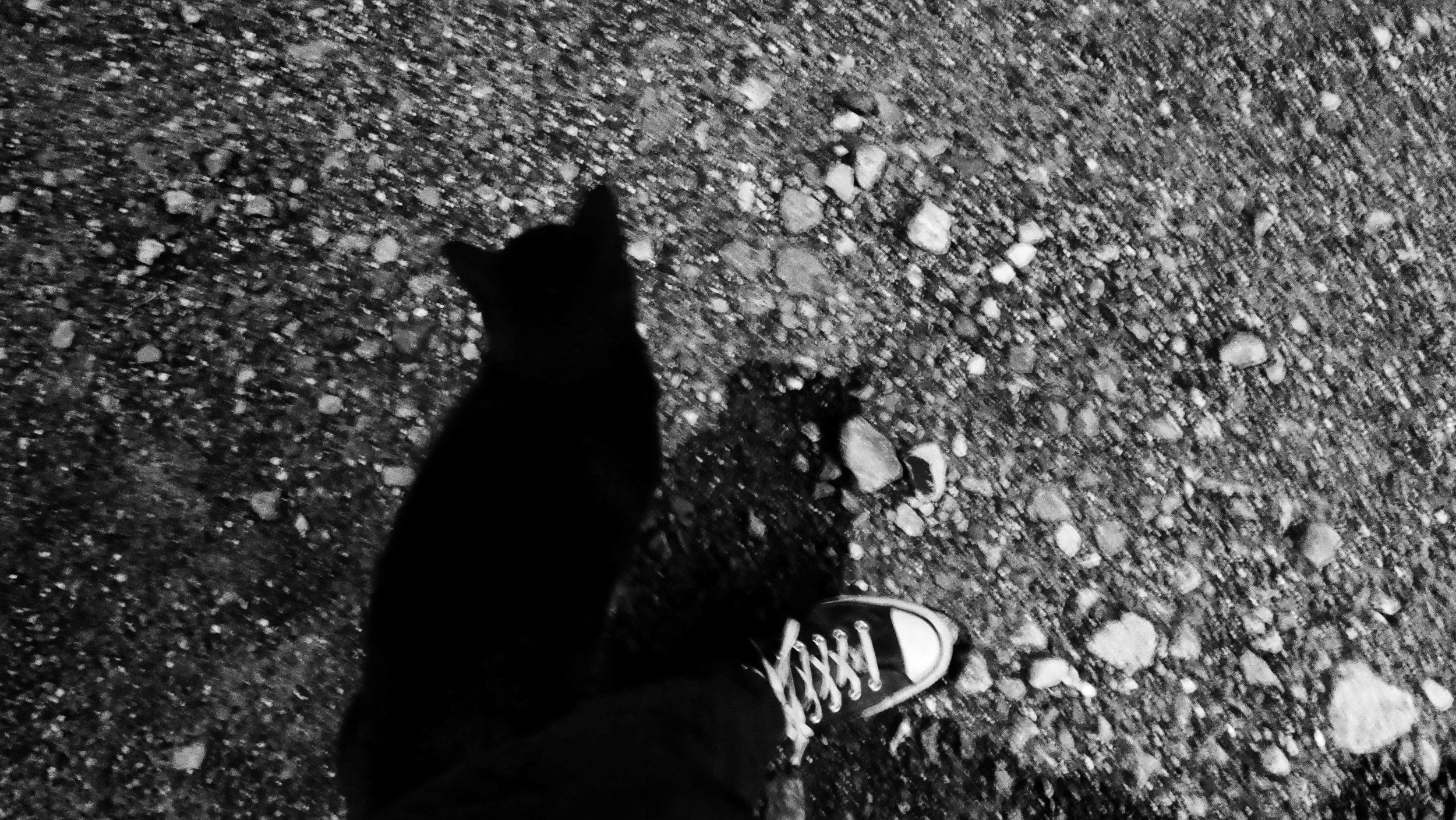 A Black Cat touched my Leg - Dentergem