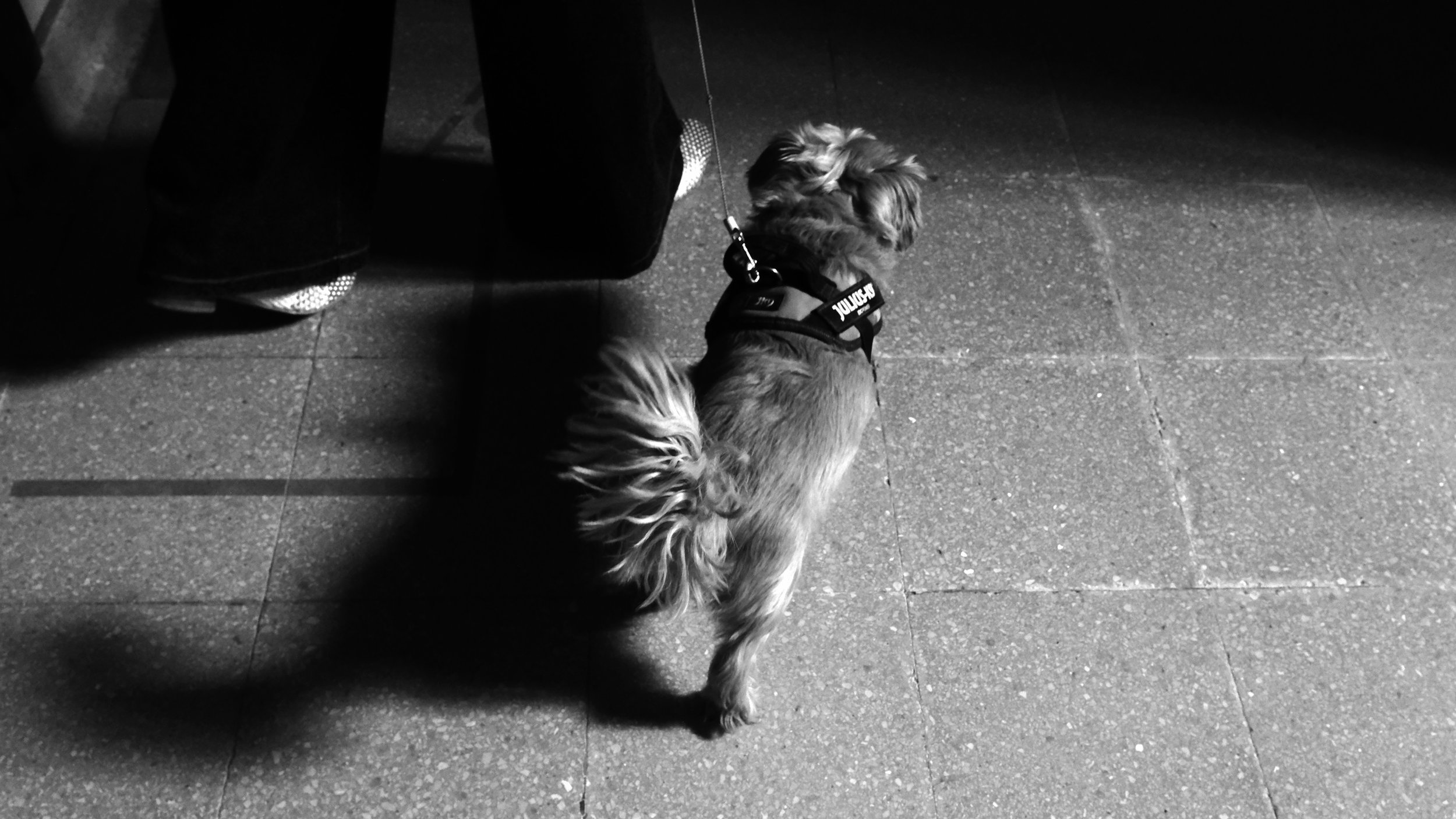 Some call this a Dog - Tielt