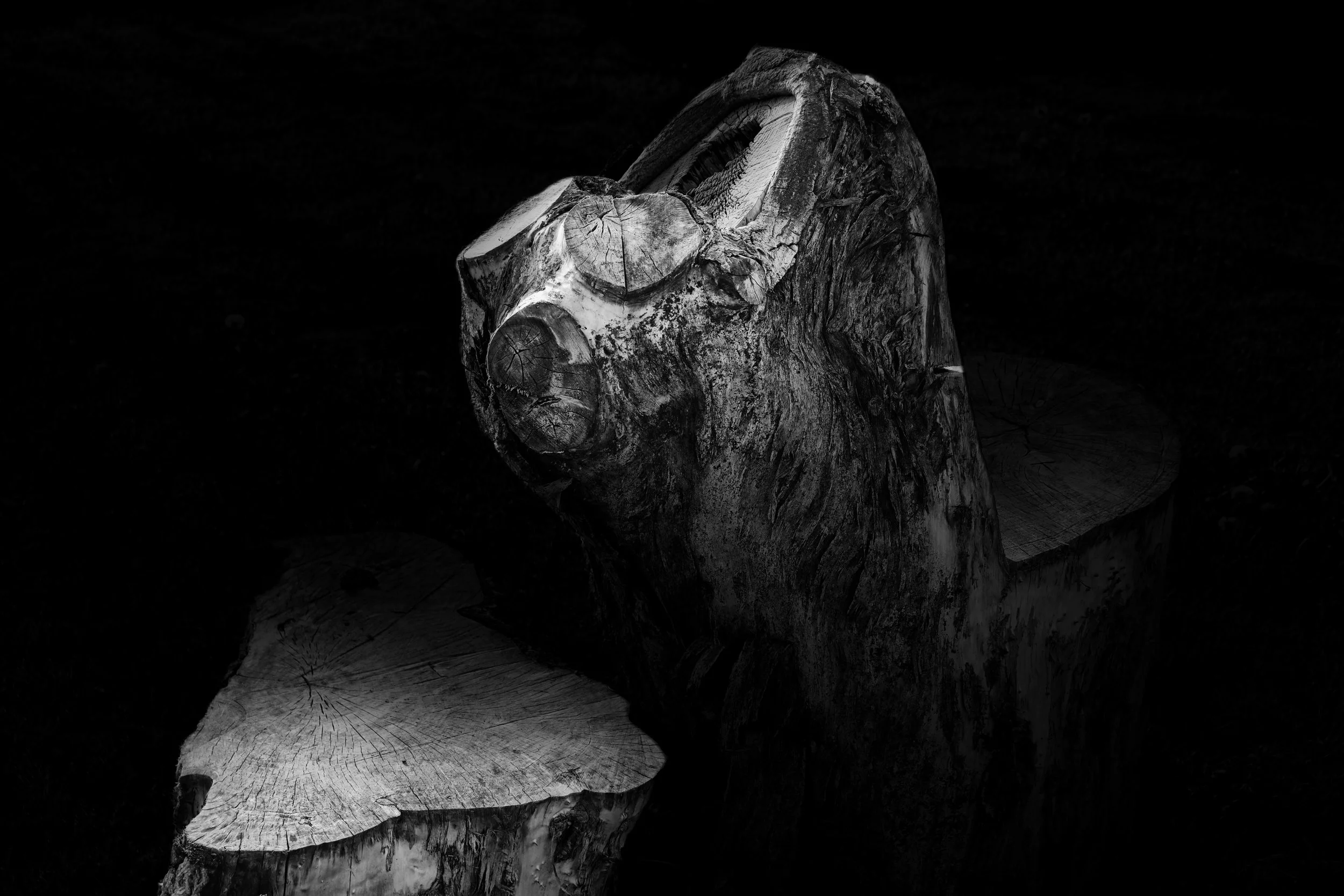Tree Stumps - Take #9 - Dentergem