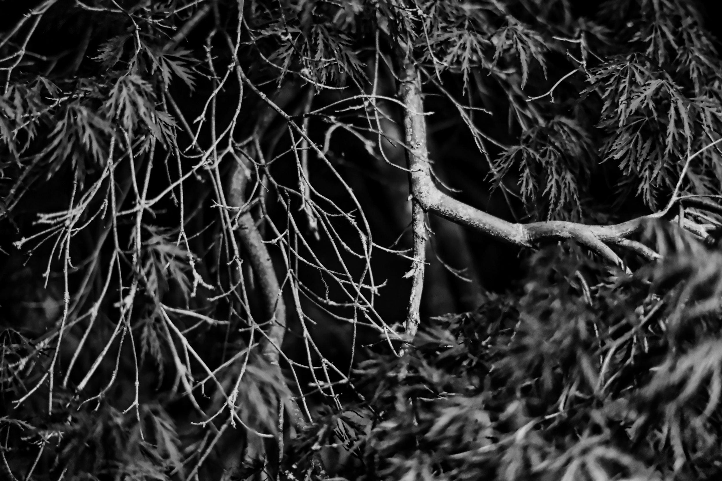 Japanese Maple - Dentergem