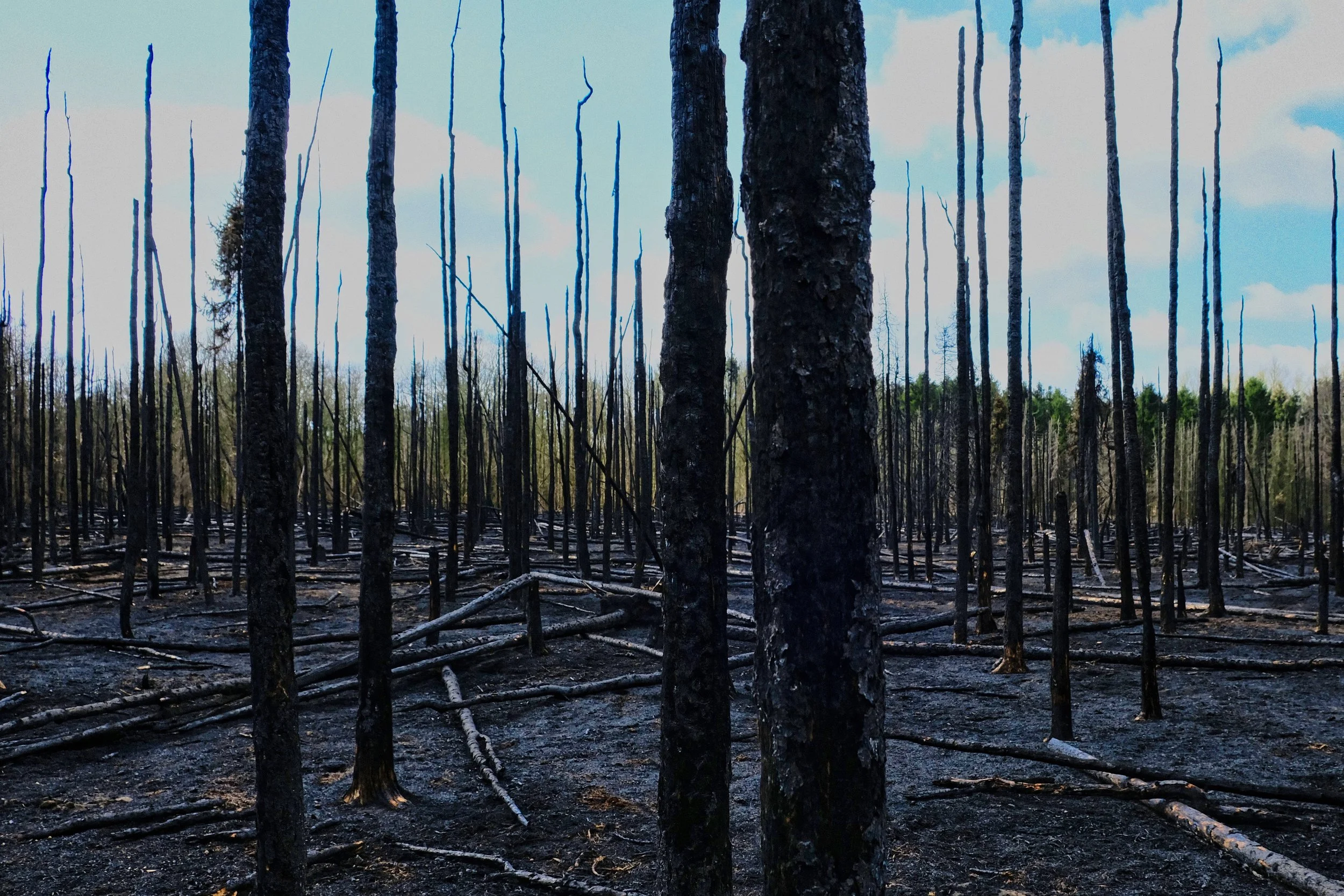 Scorched Woodlands - Take #6 - mar 2025 - De Klinge