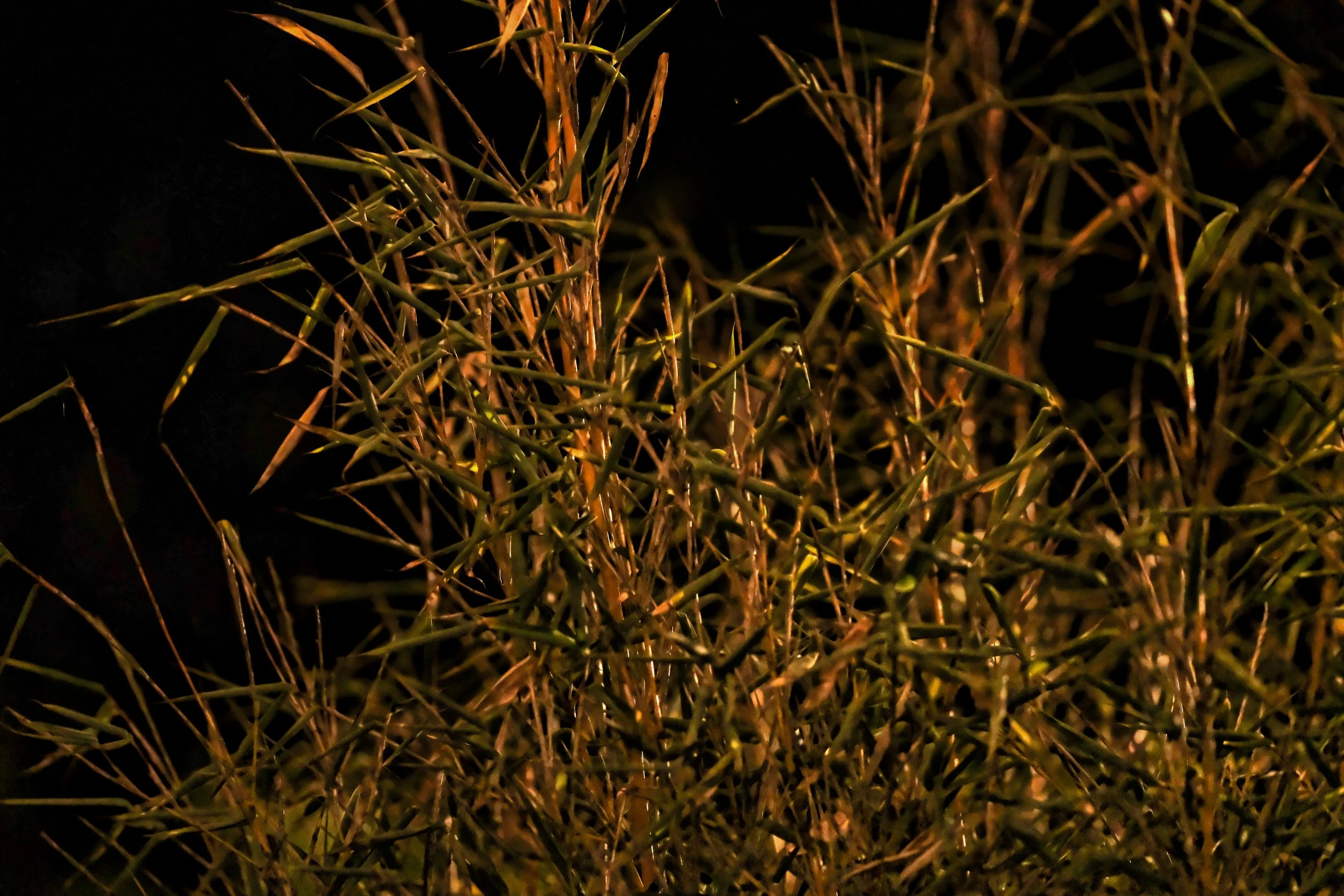 Sheltered Bamboo - Dentergem