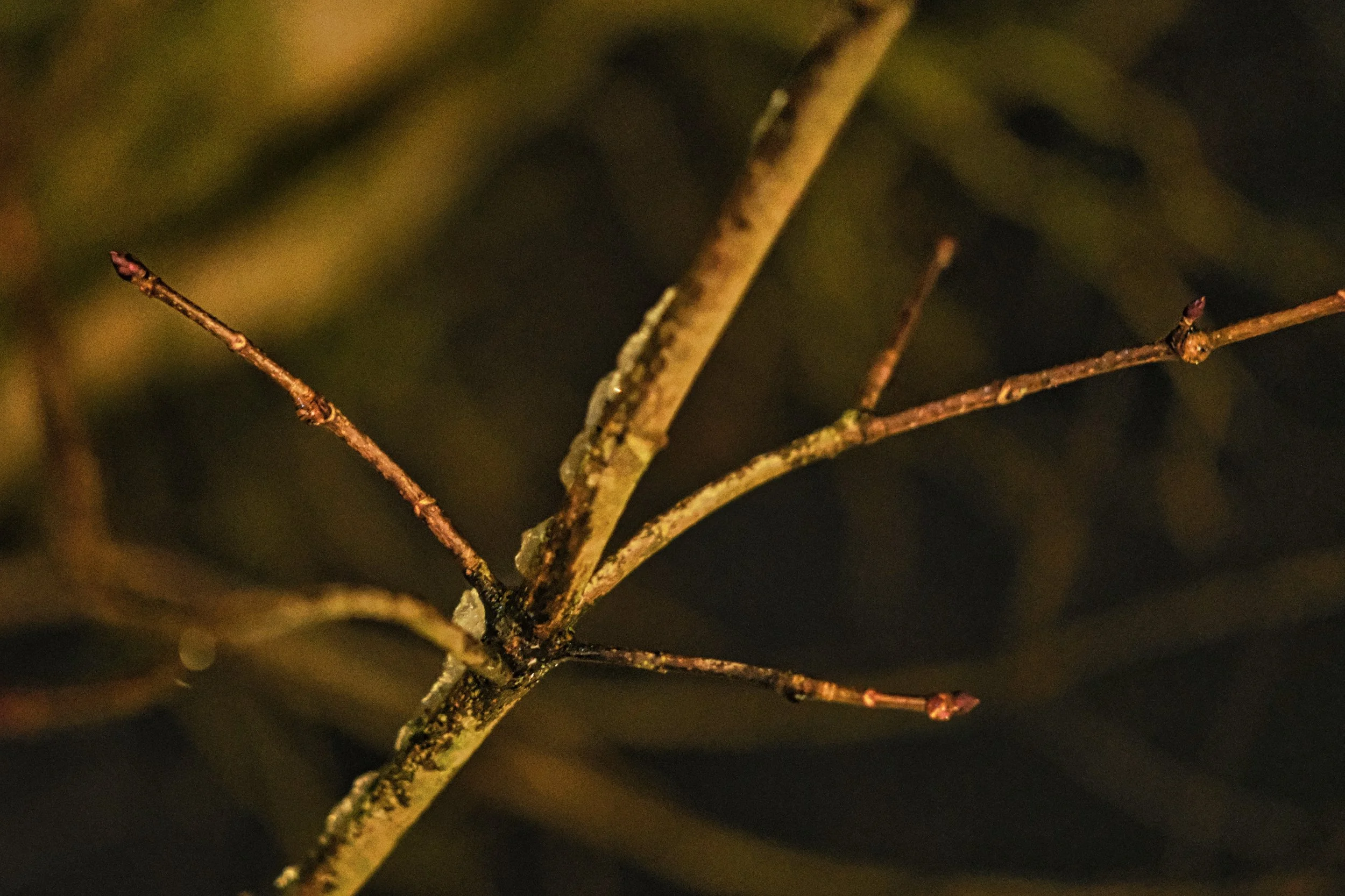 Melting Snow - Dentergem