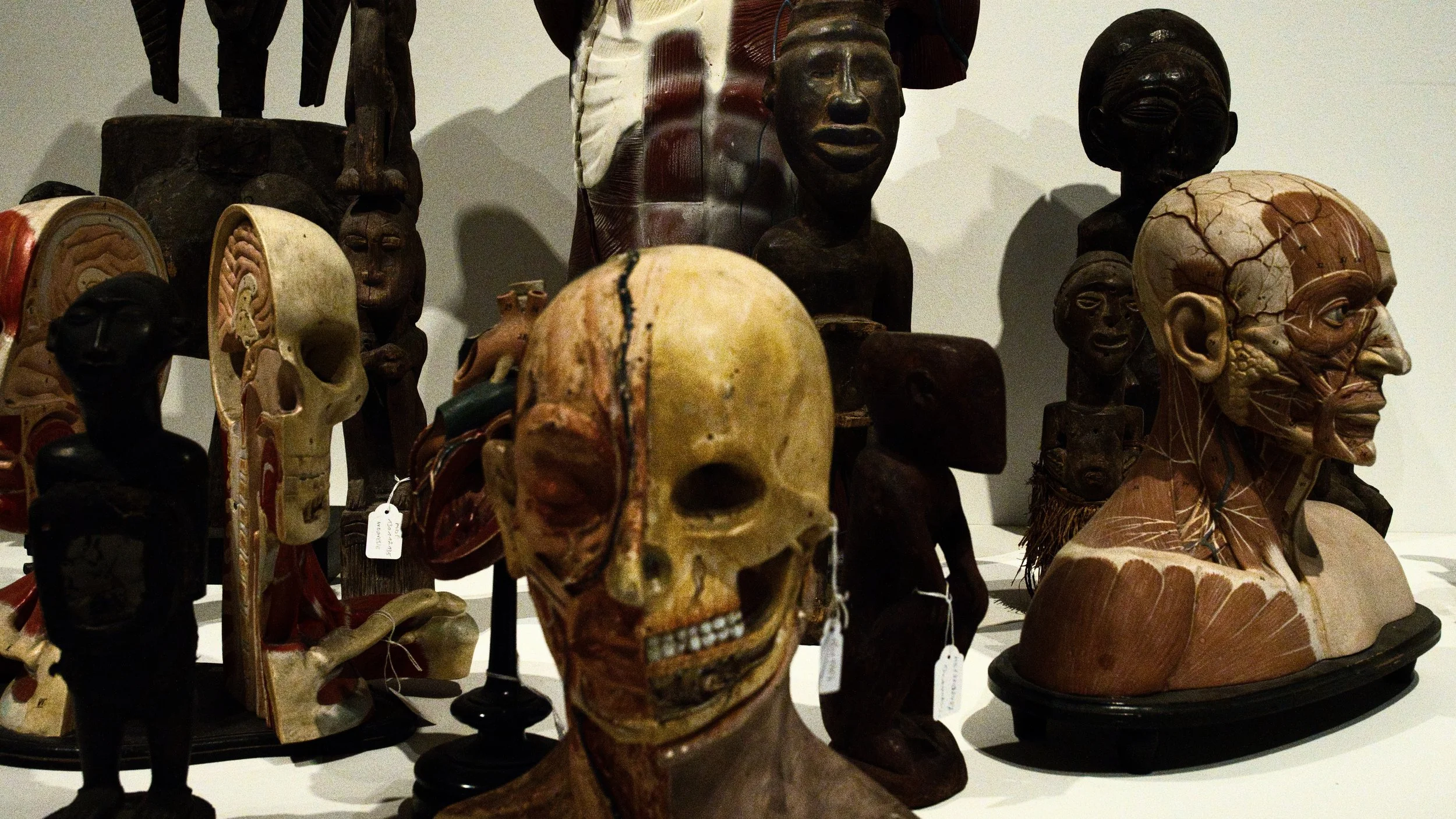 Anatomical Models - Ghent