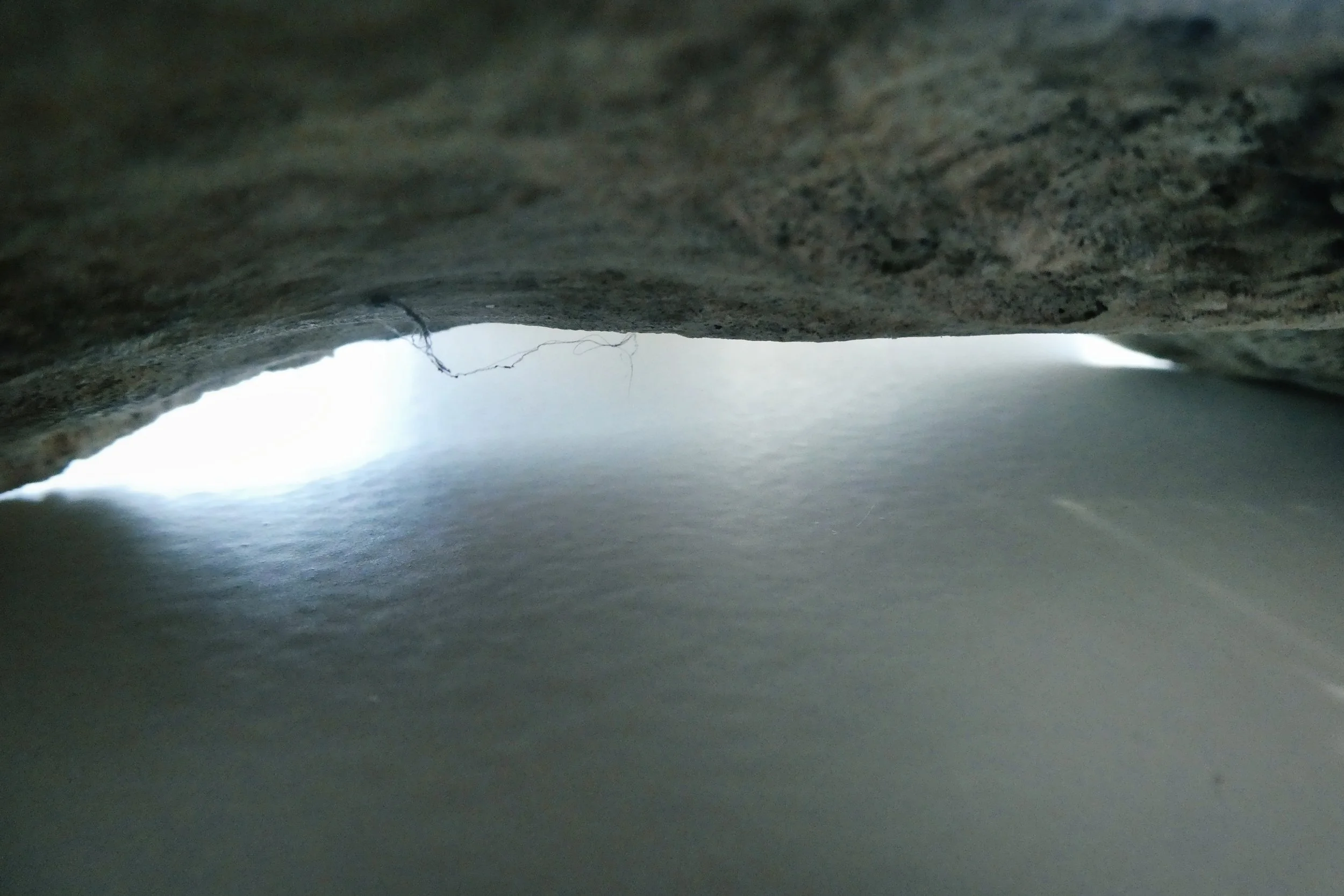 Animal Bone in my Kitchen - Studio Dentergem