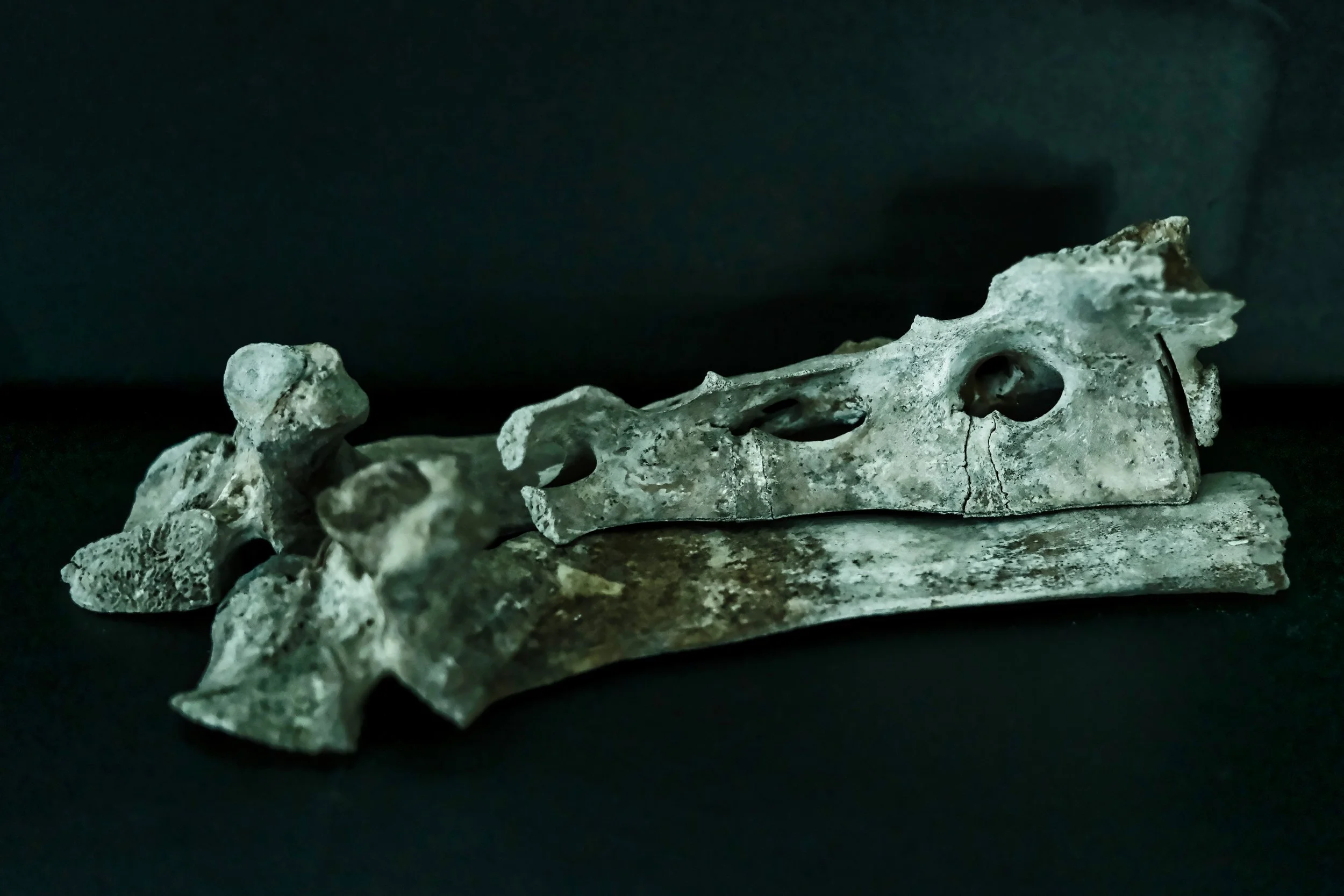Bone Composition - Studio Dentergem