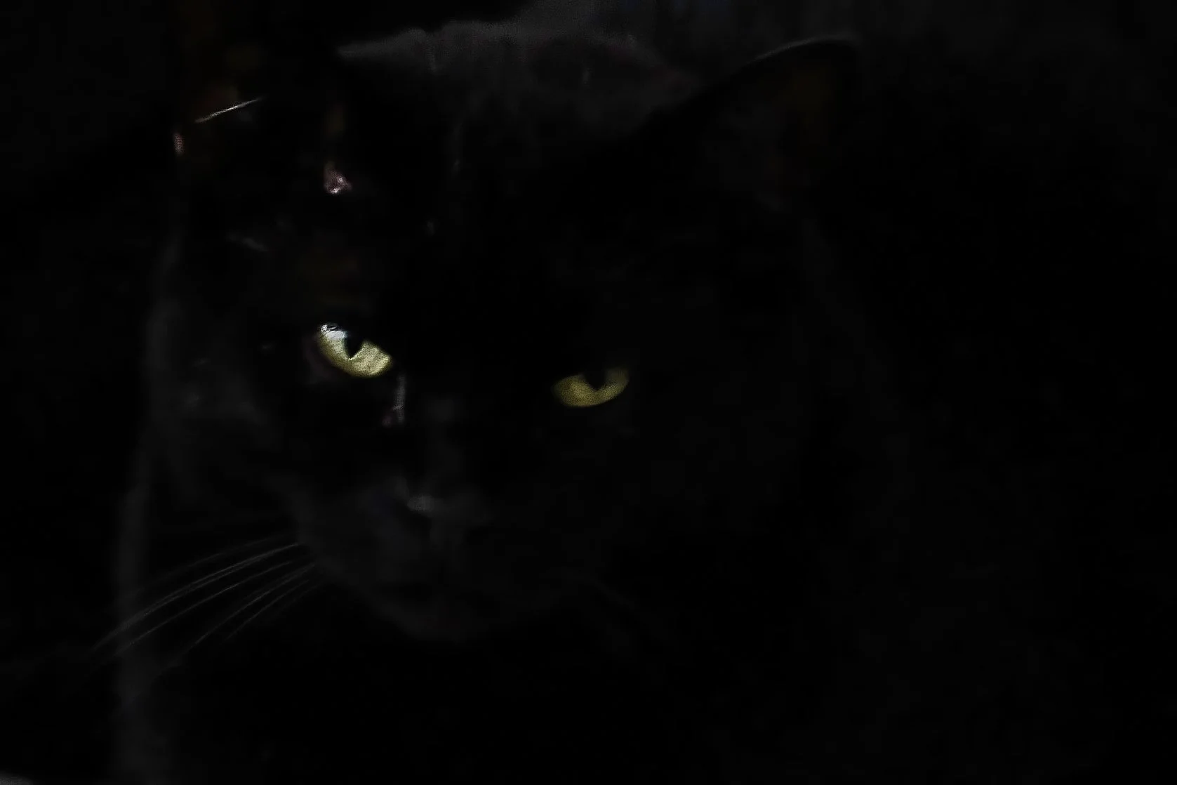 Cat's Eyes - James - Studio Dentergem