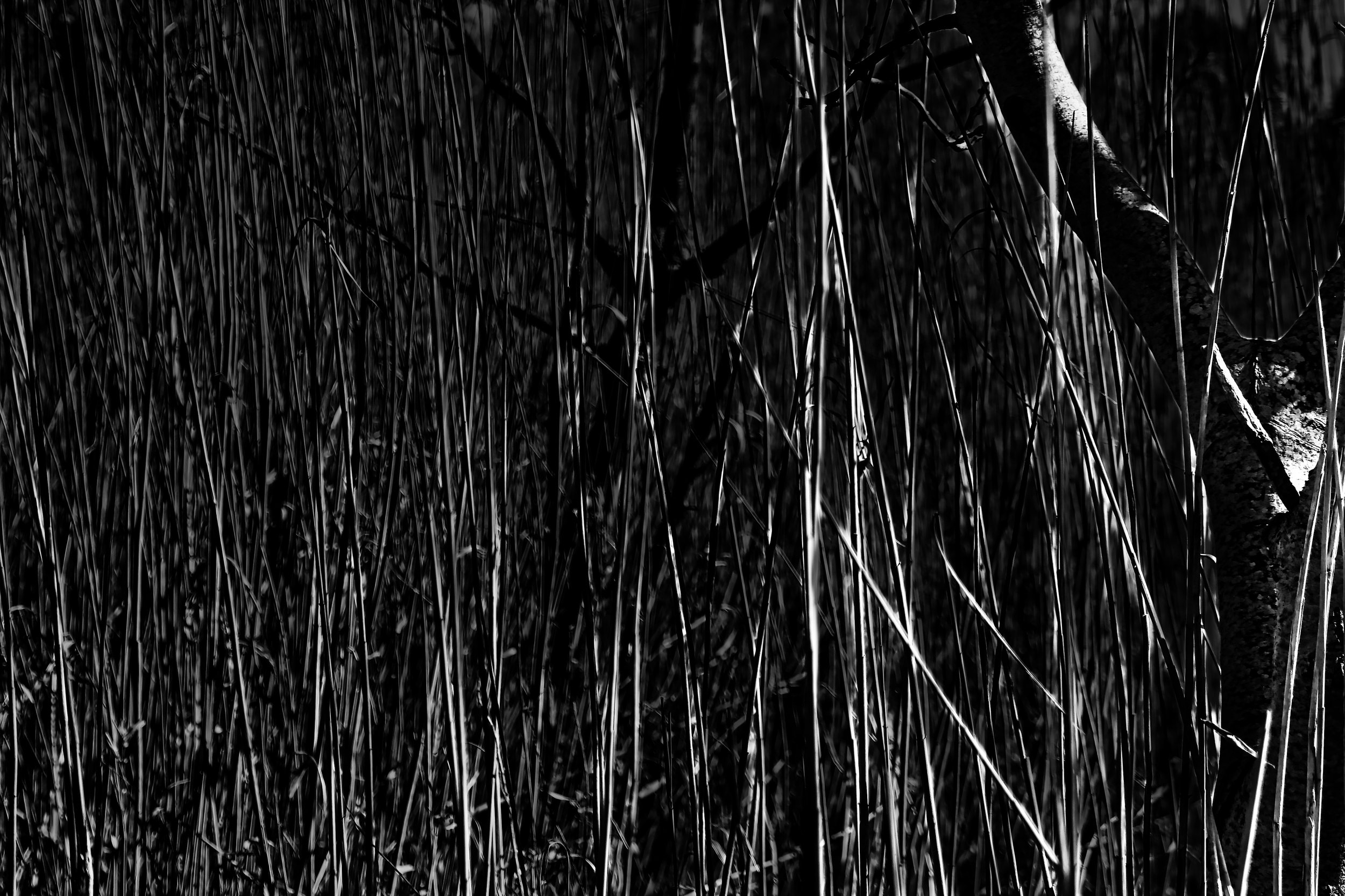 Rustling through the Bushes - Markegem