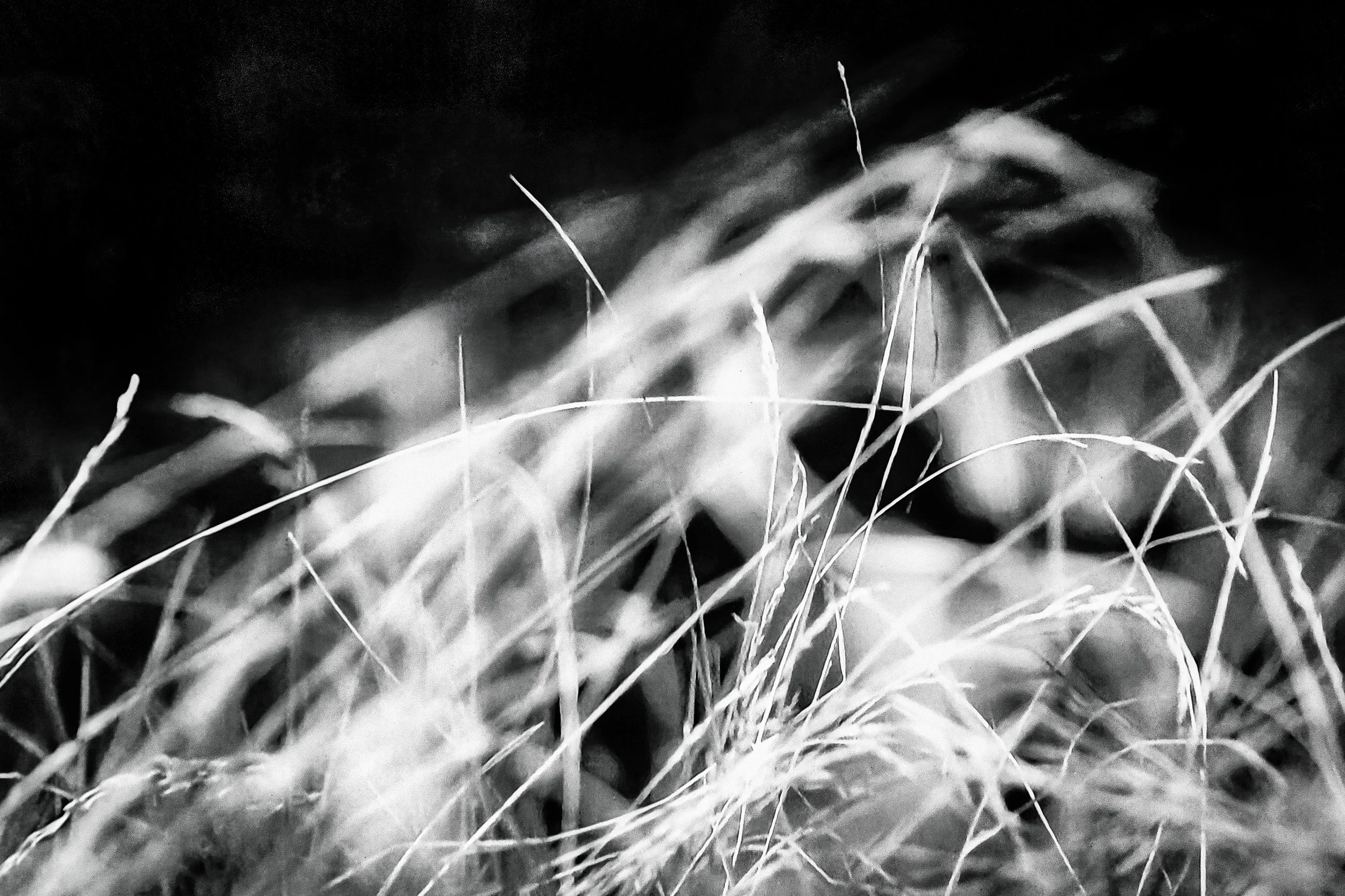 Grass - Dentergem - New.jpg