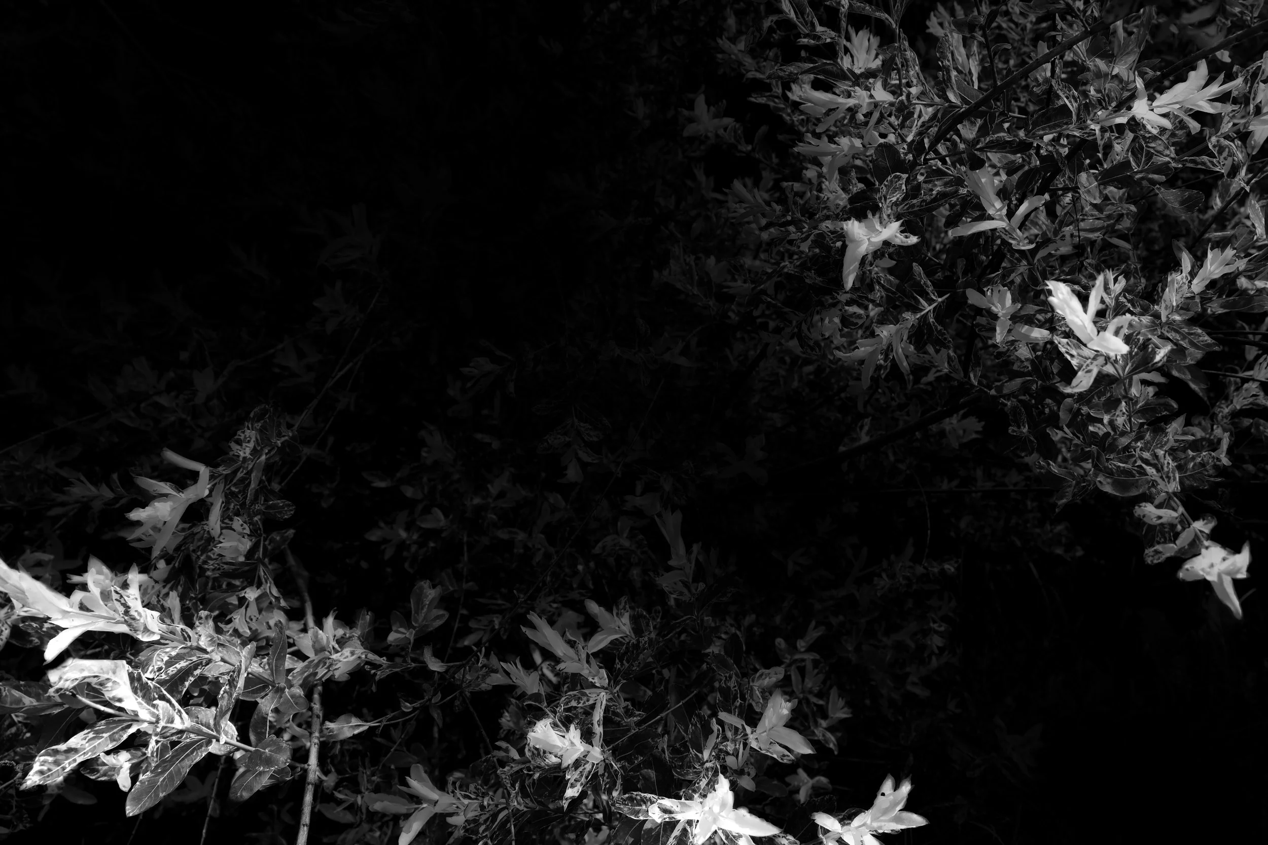 14-05-2026 - Nightvisions - Willow in the Wind