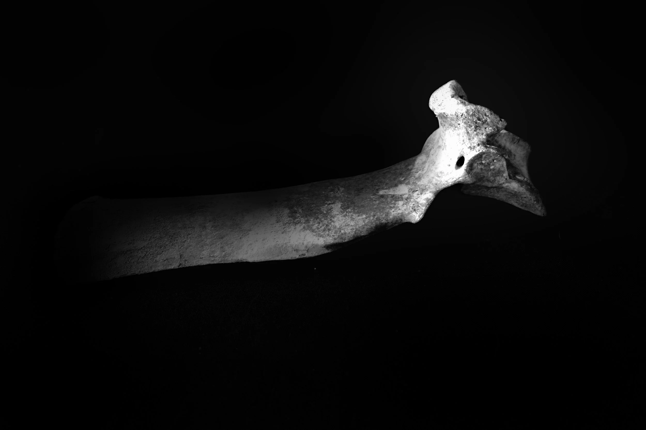 Animal Bone emerging from the Dark - Studio Dentergem