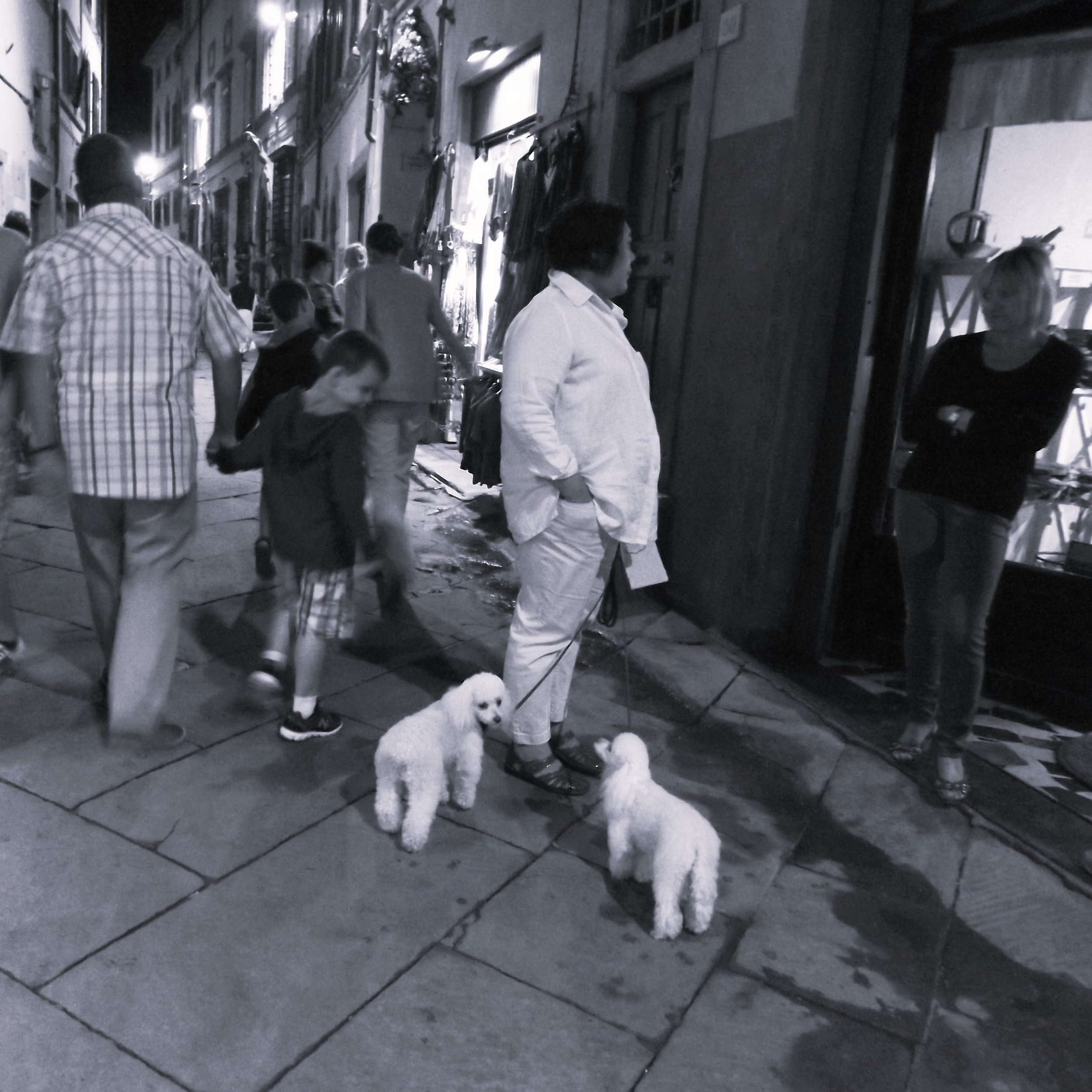 Dogs and Cats - Firenze - 2019
